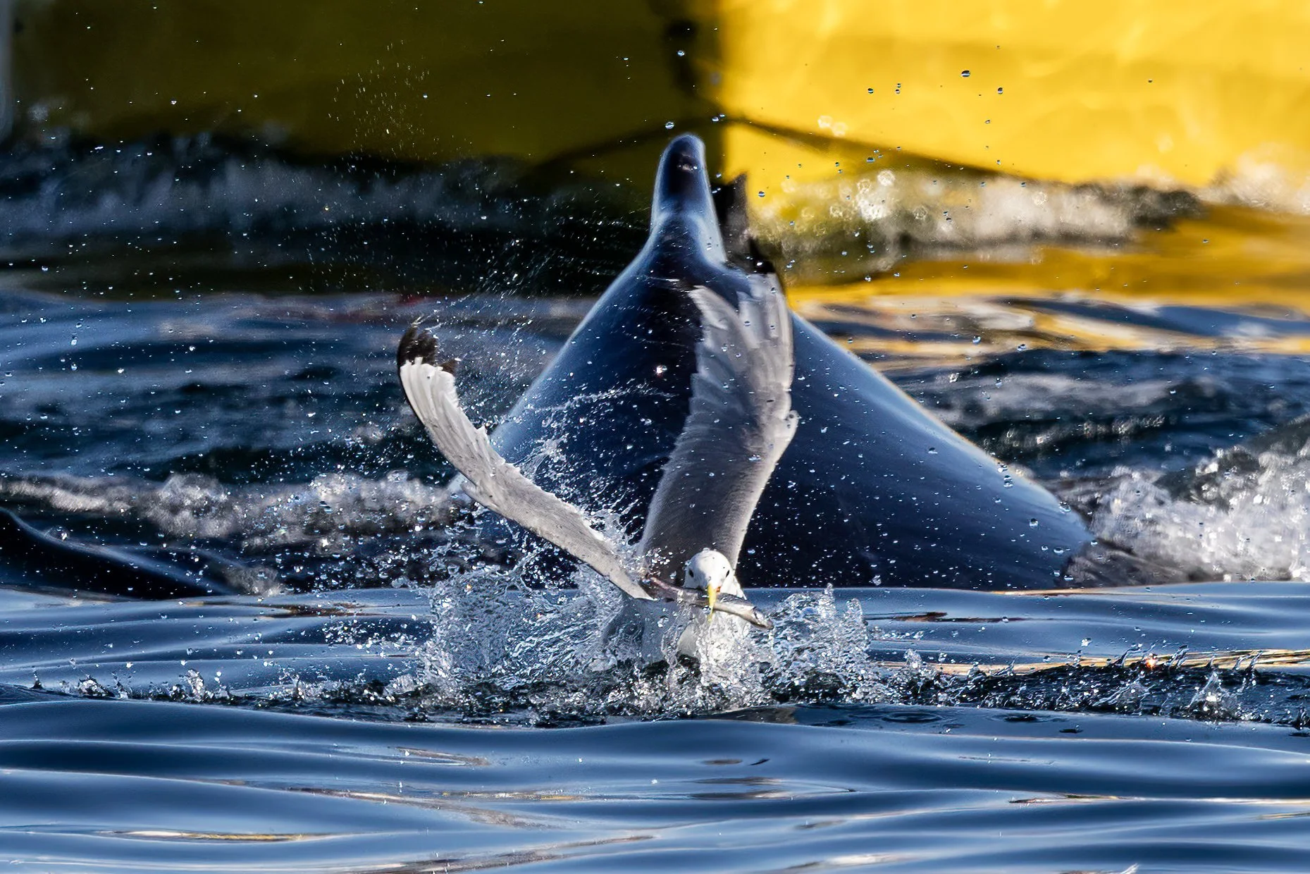 Gull with fish and a Humpback Whale in Disko Bay, Ilullisat, Greenland.
