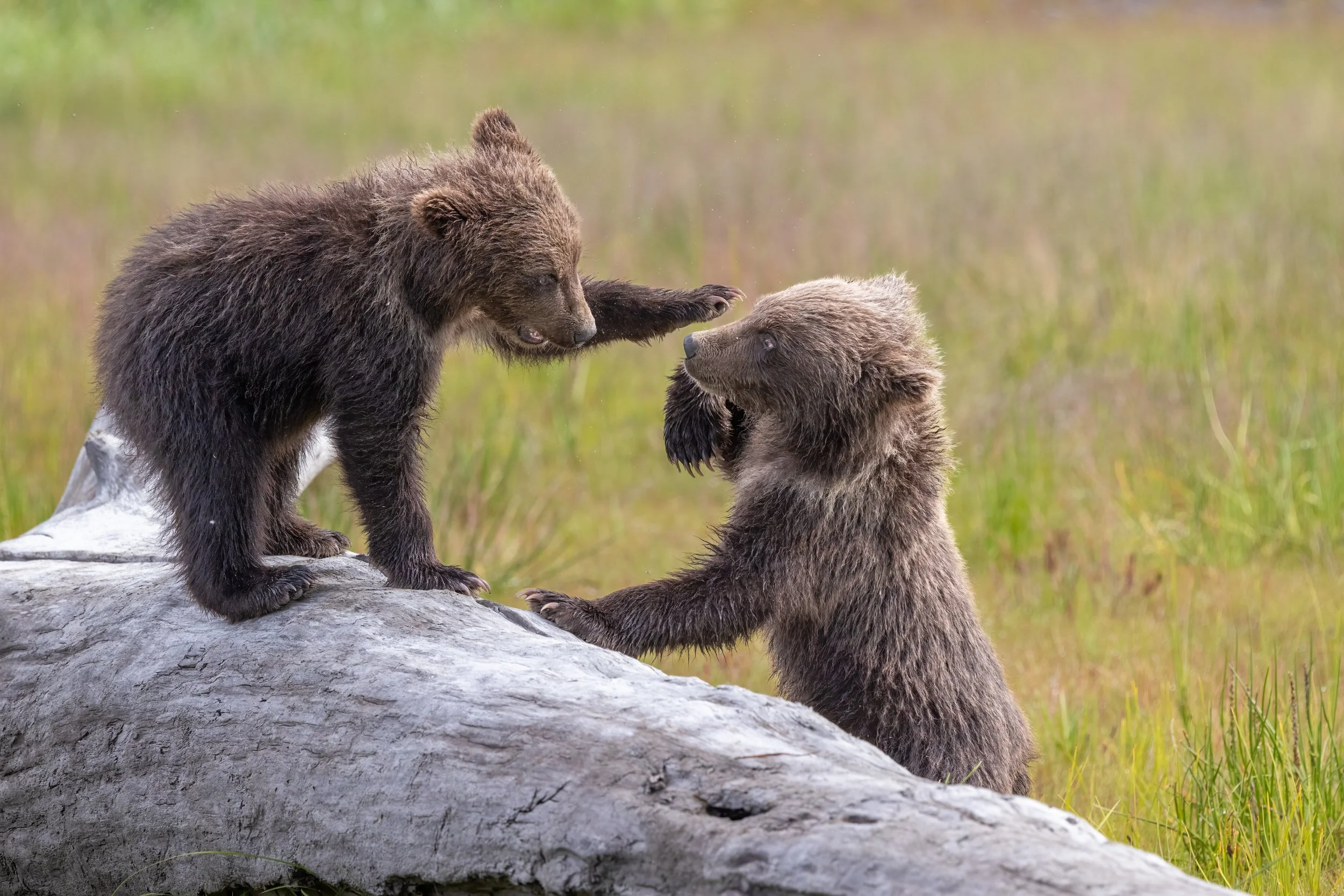 Brown Bear cubs playing on a log at Silver Salmon Creek on the Cook Inlet, Alaska.