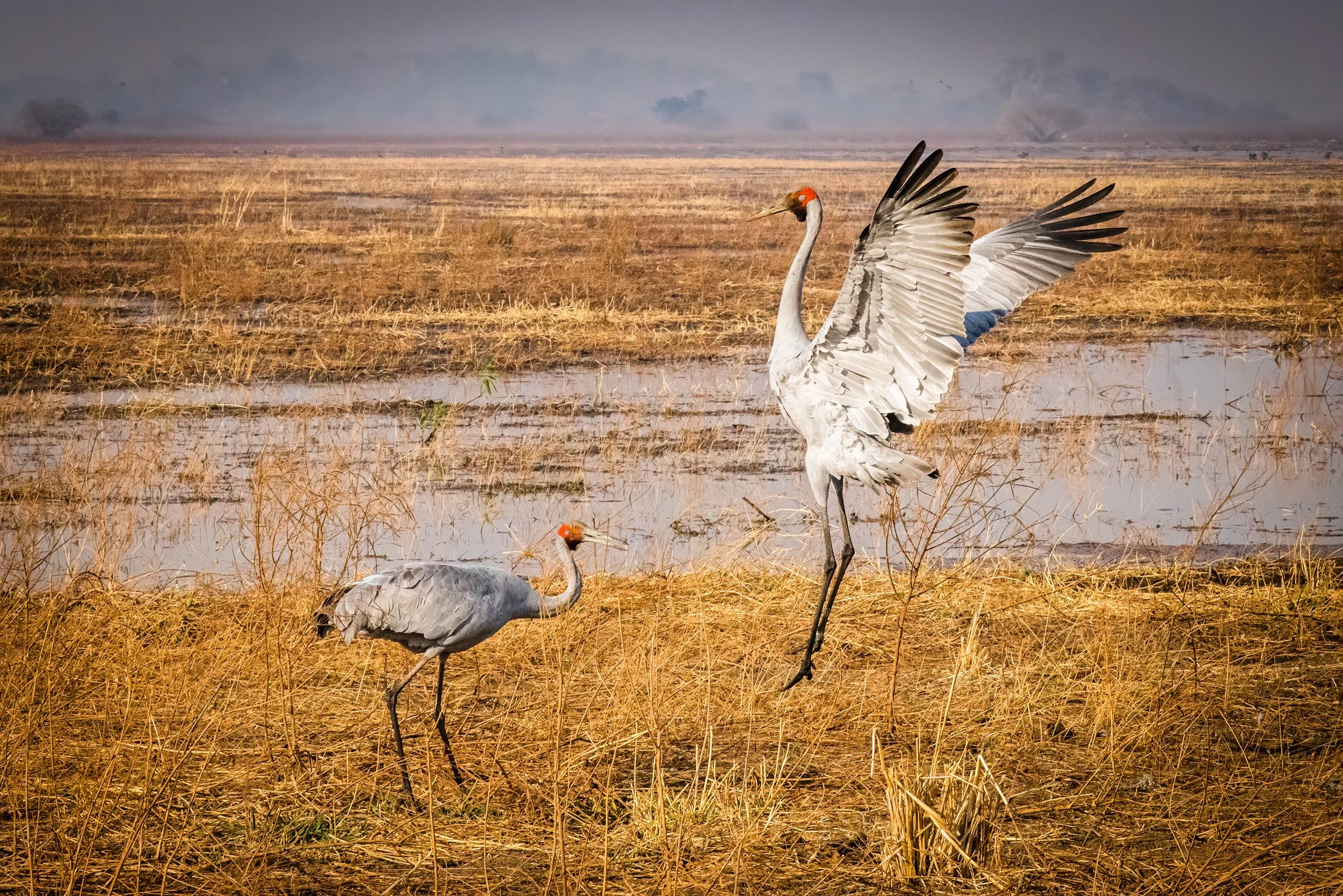 Courting Brolgas at Legune Station, Northern Territory, Australia.
