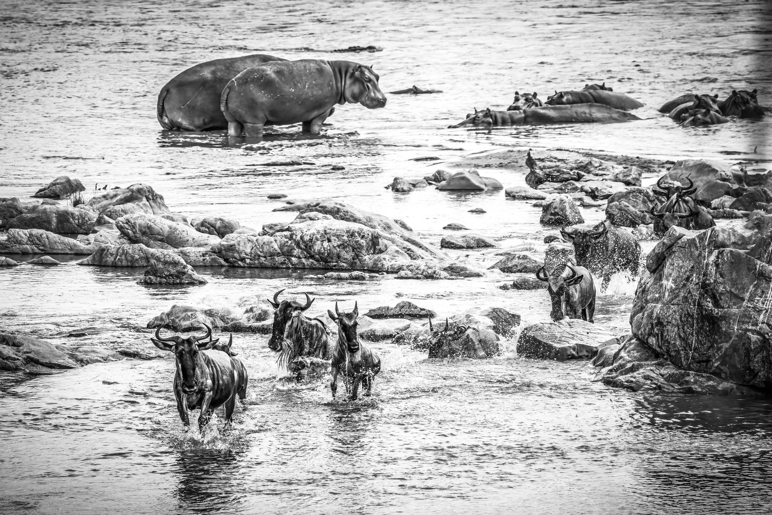 Hippopotamus and Wildebeest crossing the Mara River in the Northern Serengeti, Tanzania.