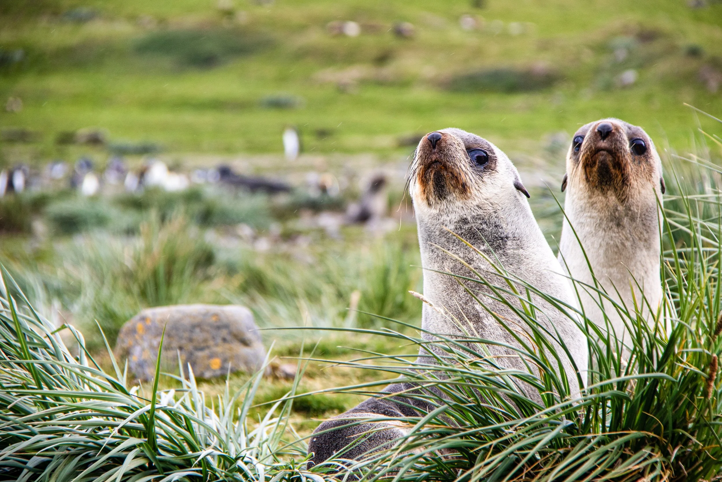 Young Fur Seal pair at Salisbury Plain, Sth Georgia.