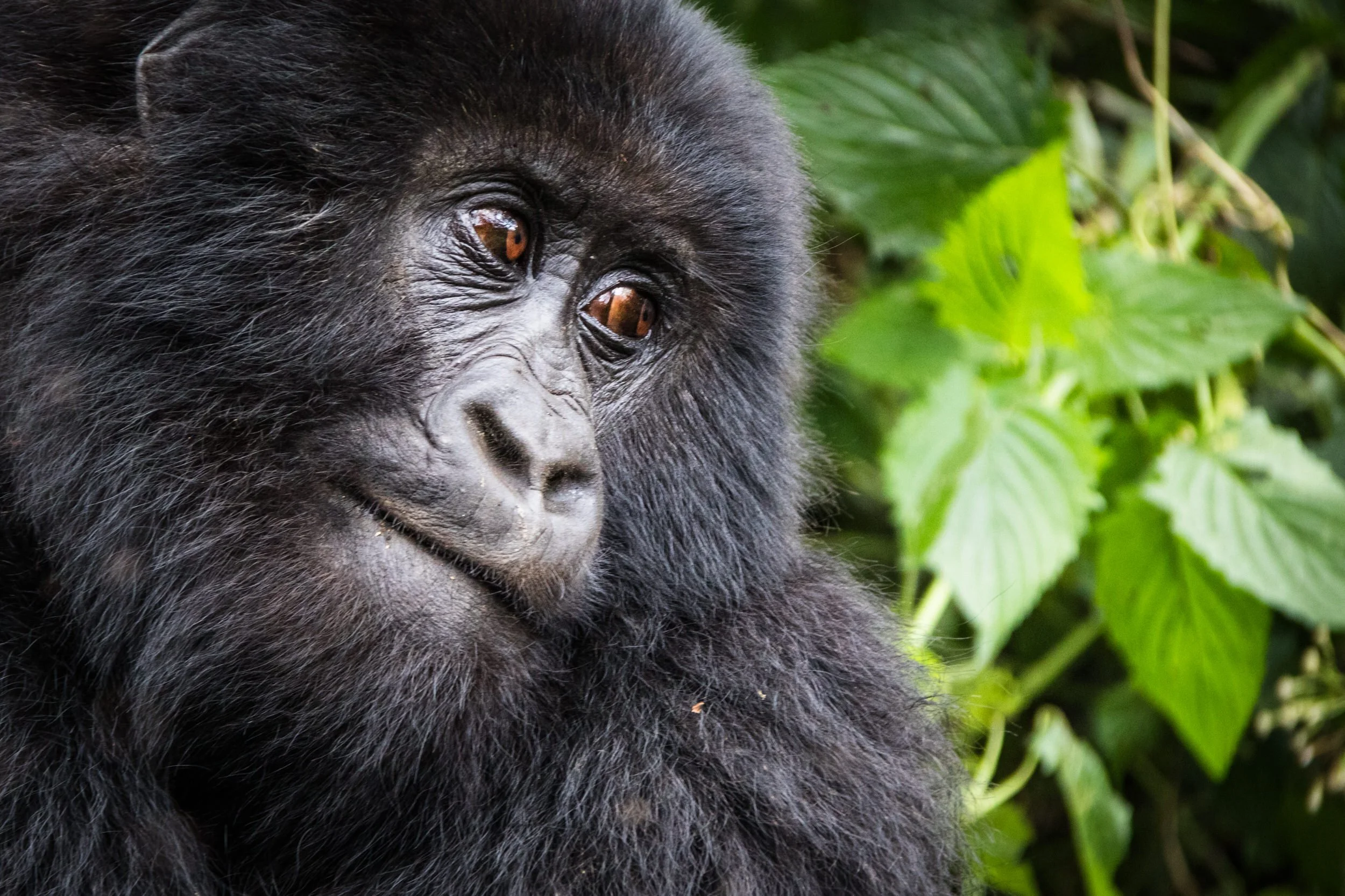 Mountain Gorilla from the Kwitondo group, Volcanoes National Park, Rwanda.