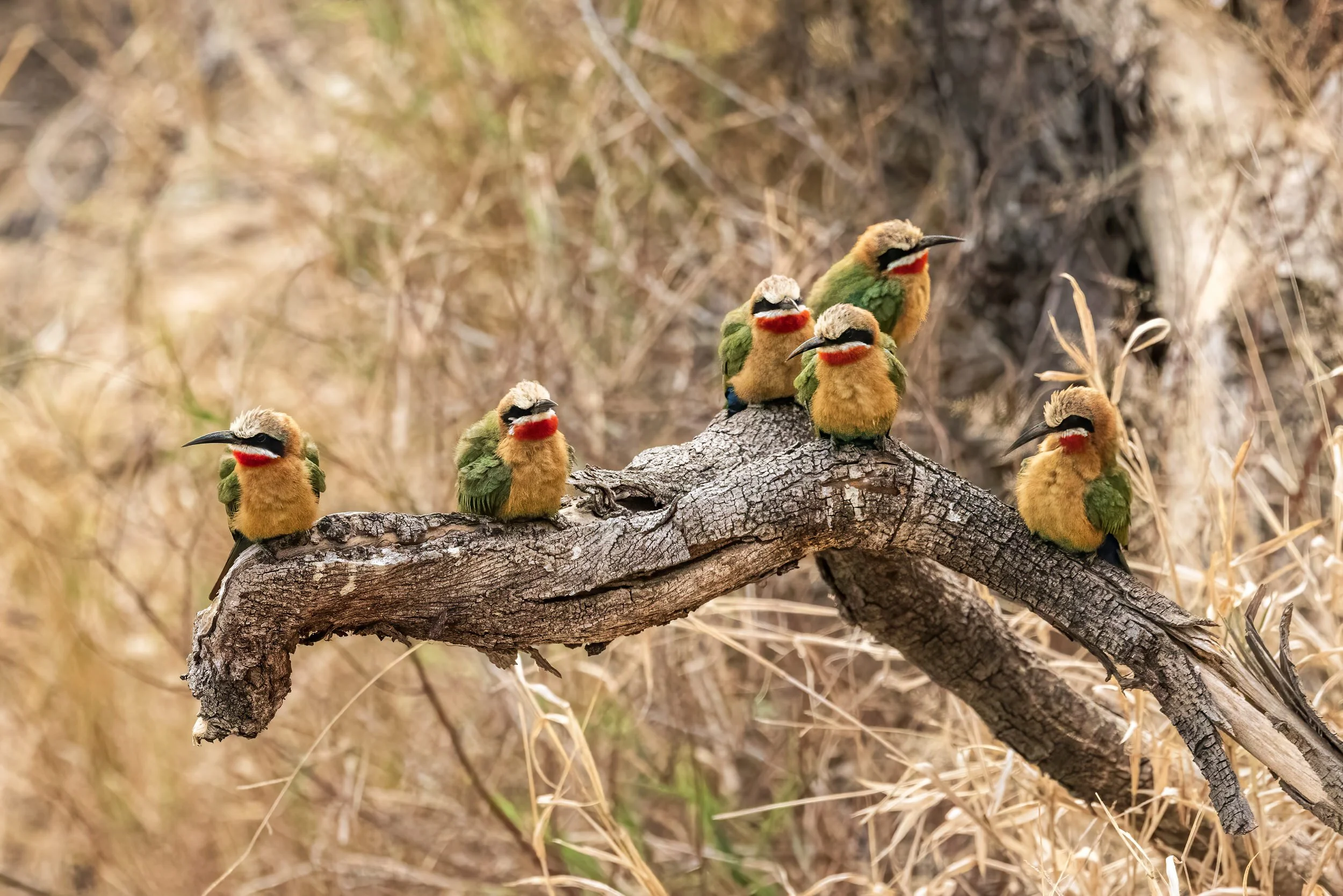 White-fronted Bee-eaters on a branch at Londolozi, South Africa.