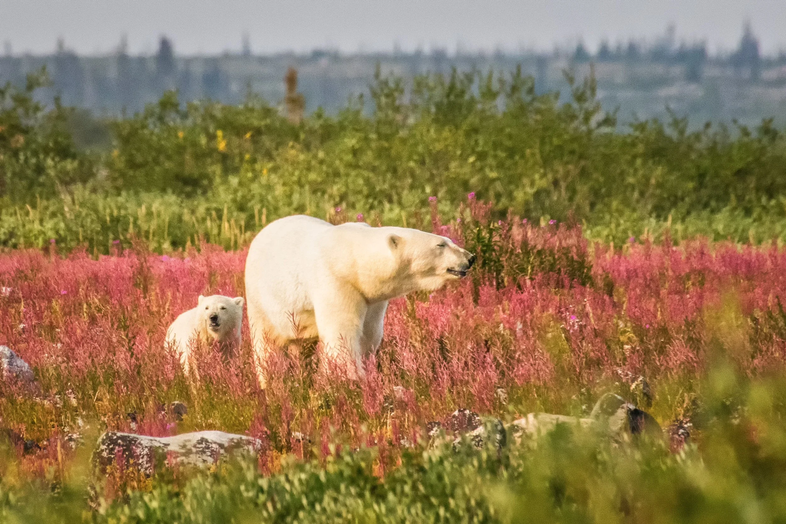 Polar Bear and cub with fireweed in the Hudson Bay Area of Canada.