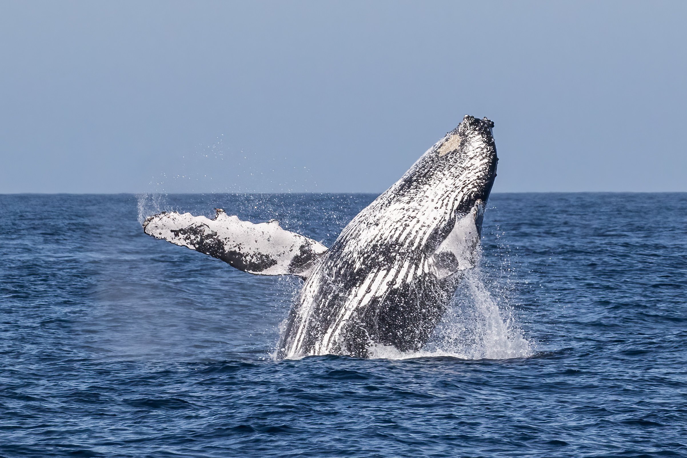 Breaching Humpback Whale at Merimbula, New South Wales, Australia.