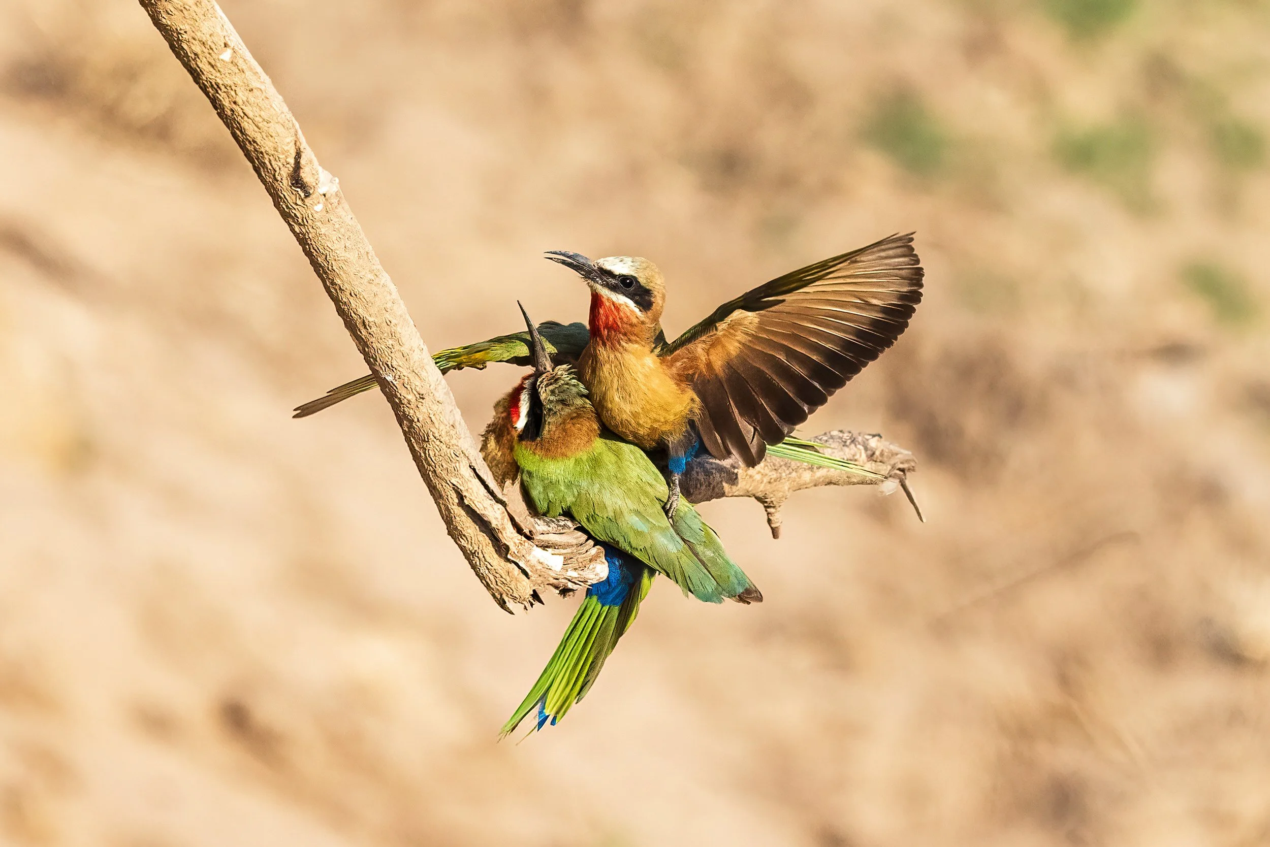 Pair of White-fronted Bee-eaters at Londolozi, South Africa. 