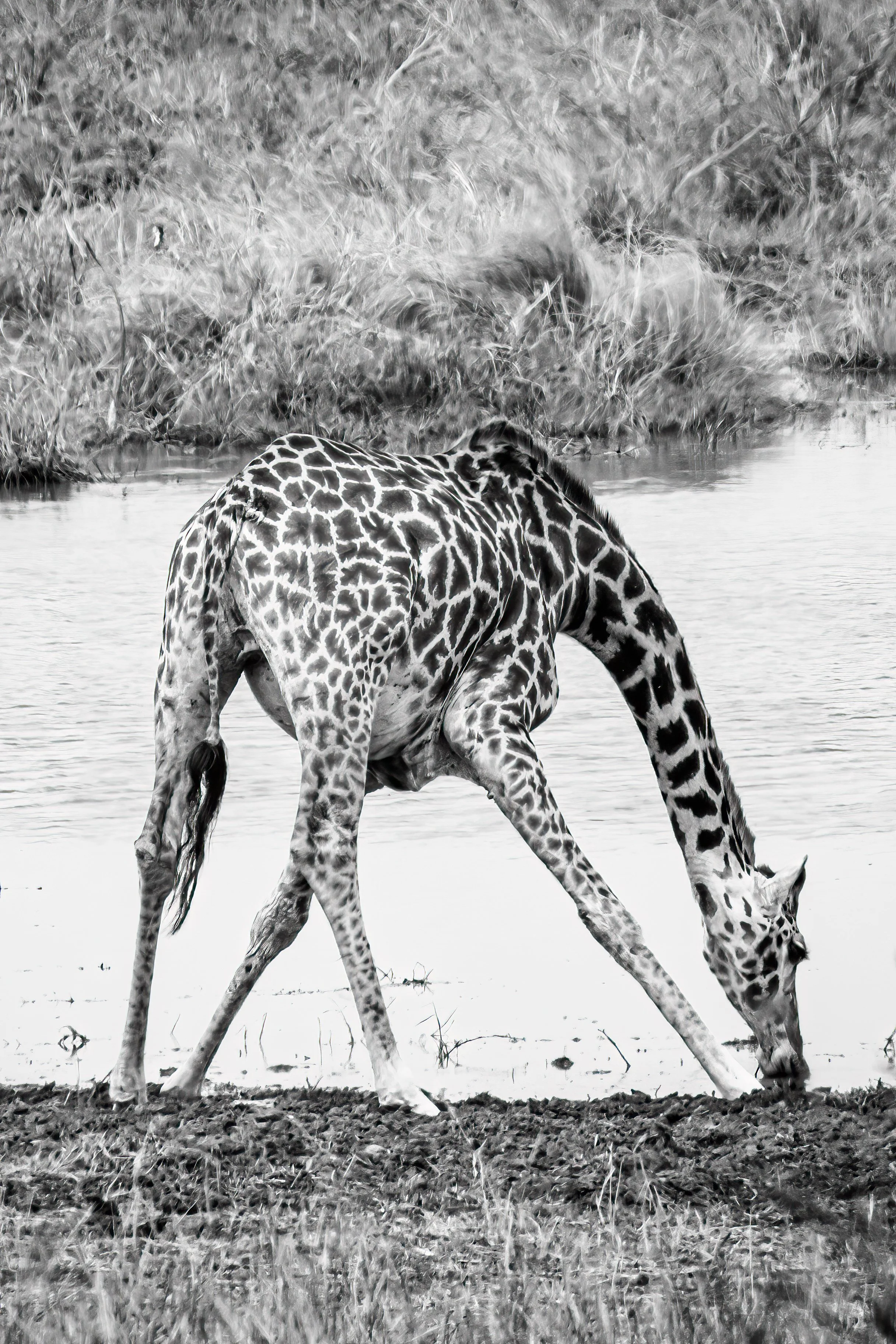 Giraffe drinking at Nimali Tarangire, Tanzania.