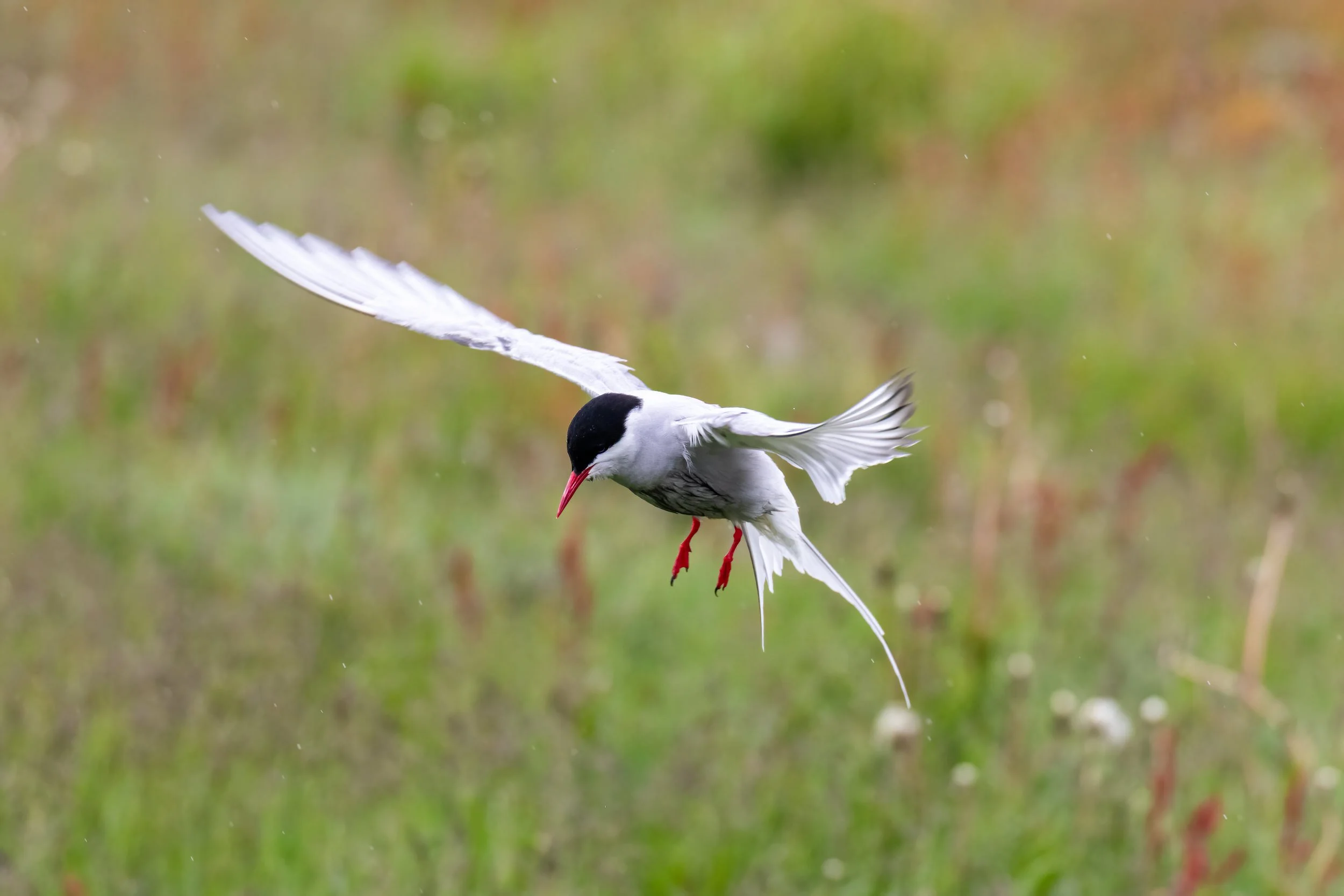 Arctic Tern in flight at Vigur island in the West Fjords, Iceland.