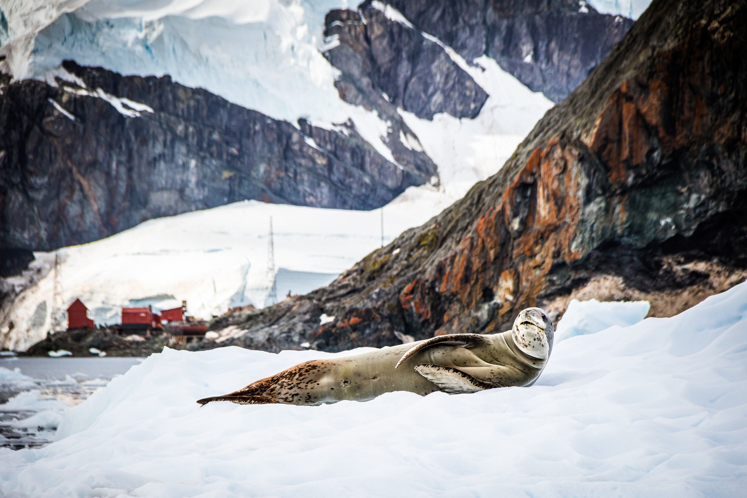 Leopard Seal at Brown Station, Paradise Bay Antarctica.