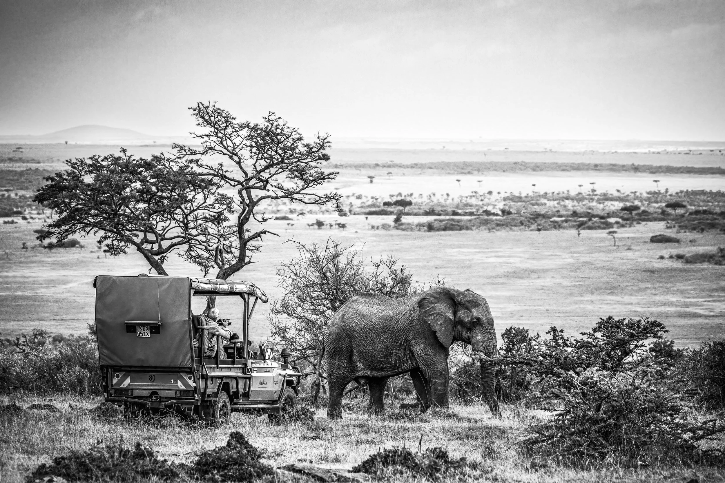 Panorama of safari vehicle and Elephant on escarpment in the Masai Mara, Kenya.