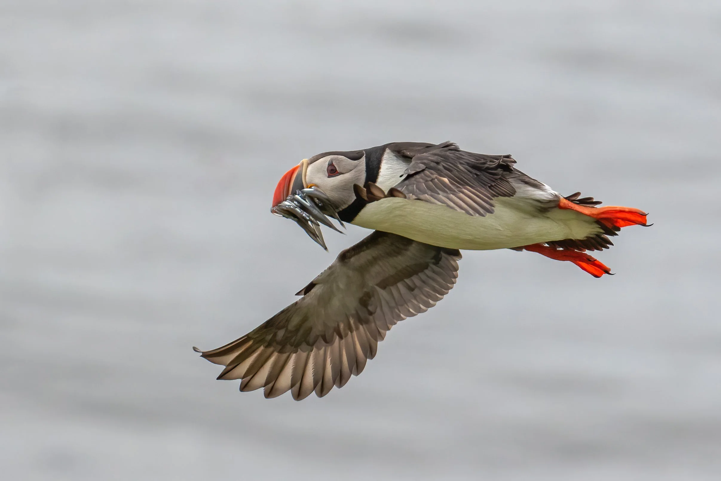 Atlantic Puffin in flight with fish at Grimsey Island, Iceland.