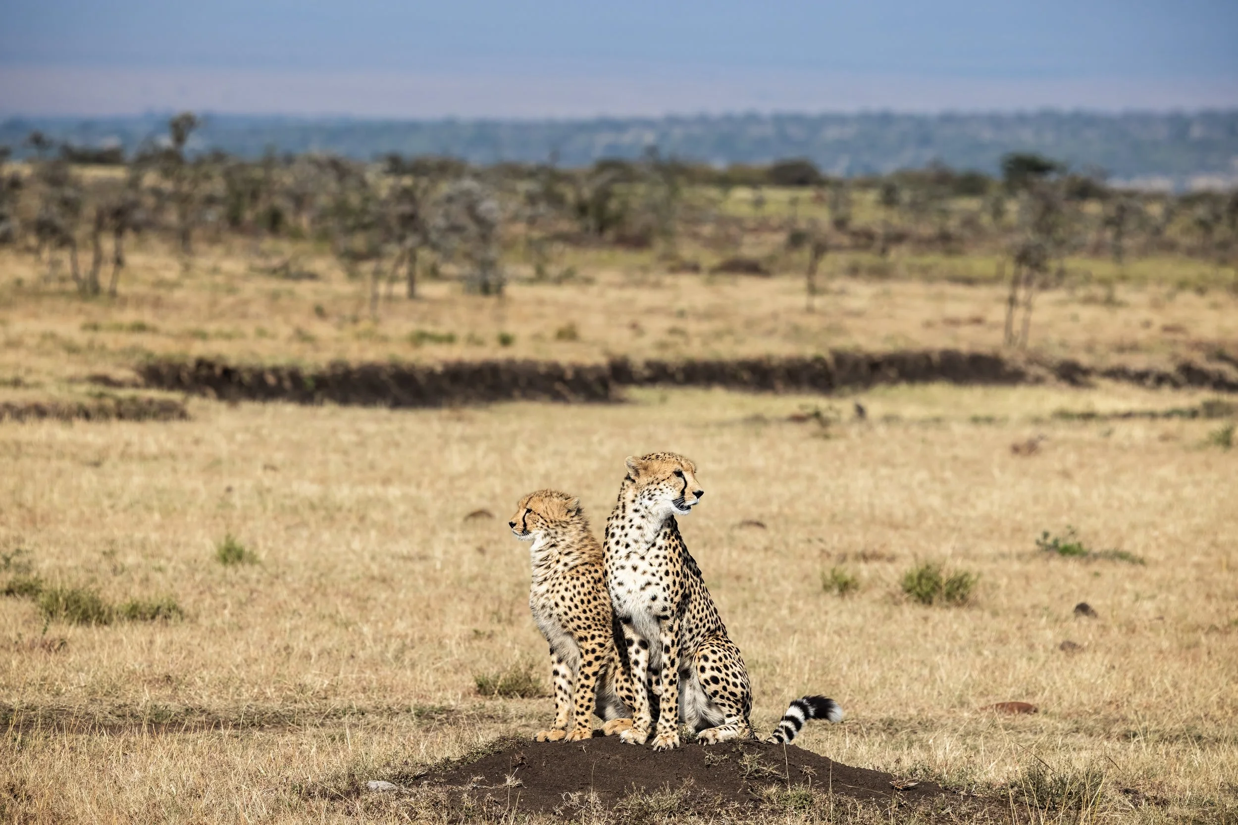 Cheetah with cub in the Masai Mara, Kenya