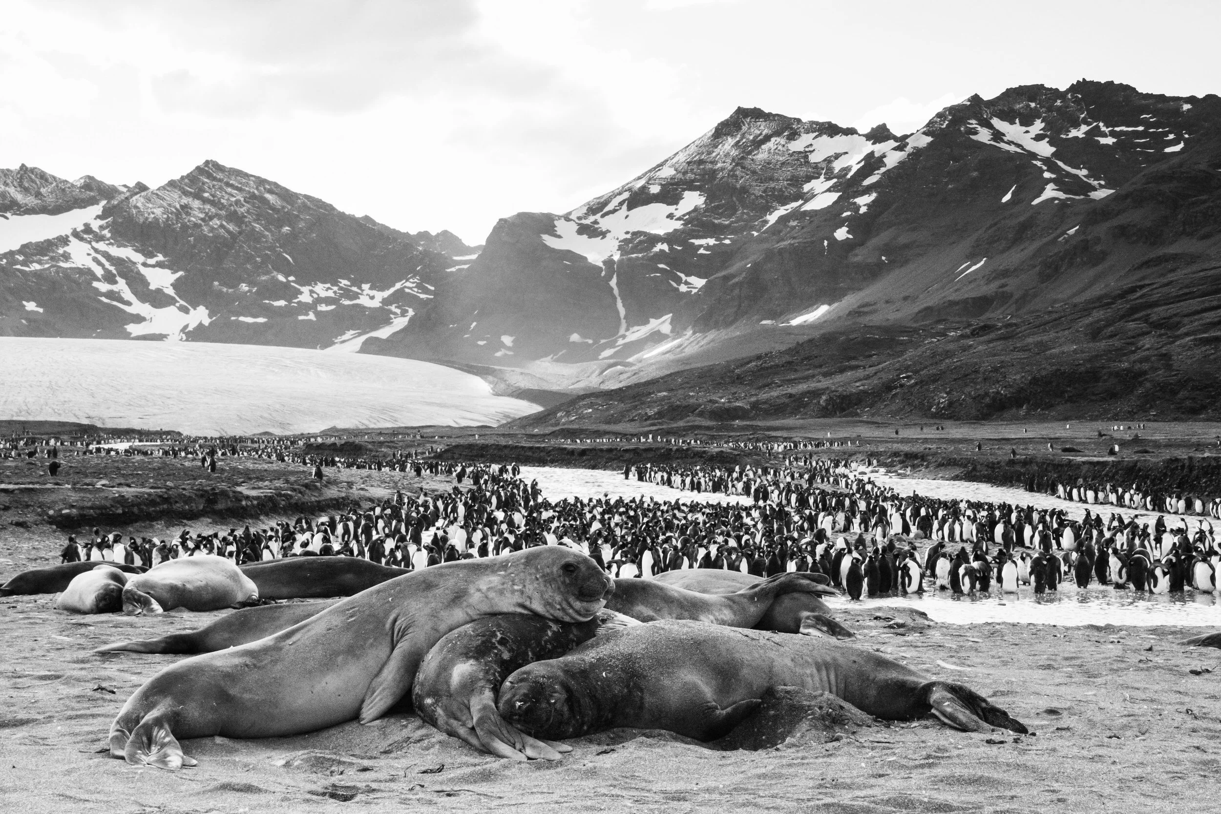 Panorama of Southern Elephant Seals and King Penguins at St Andrew’s Bay, Sth Georgia 
