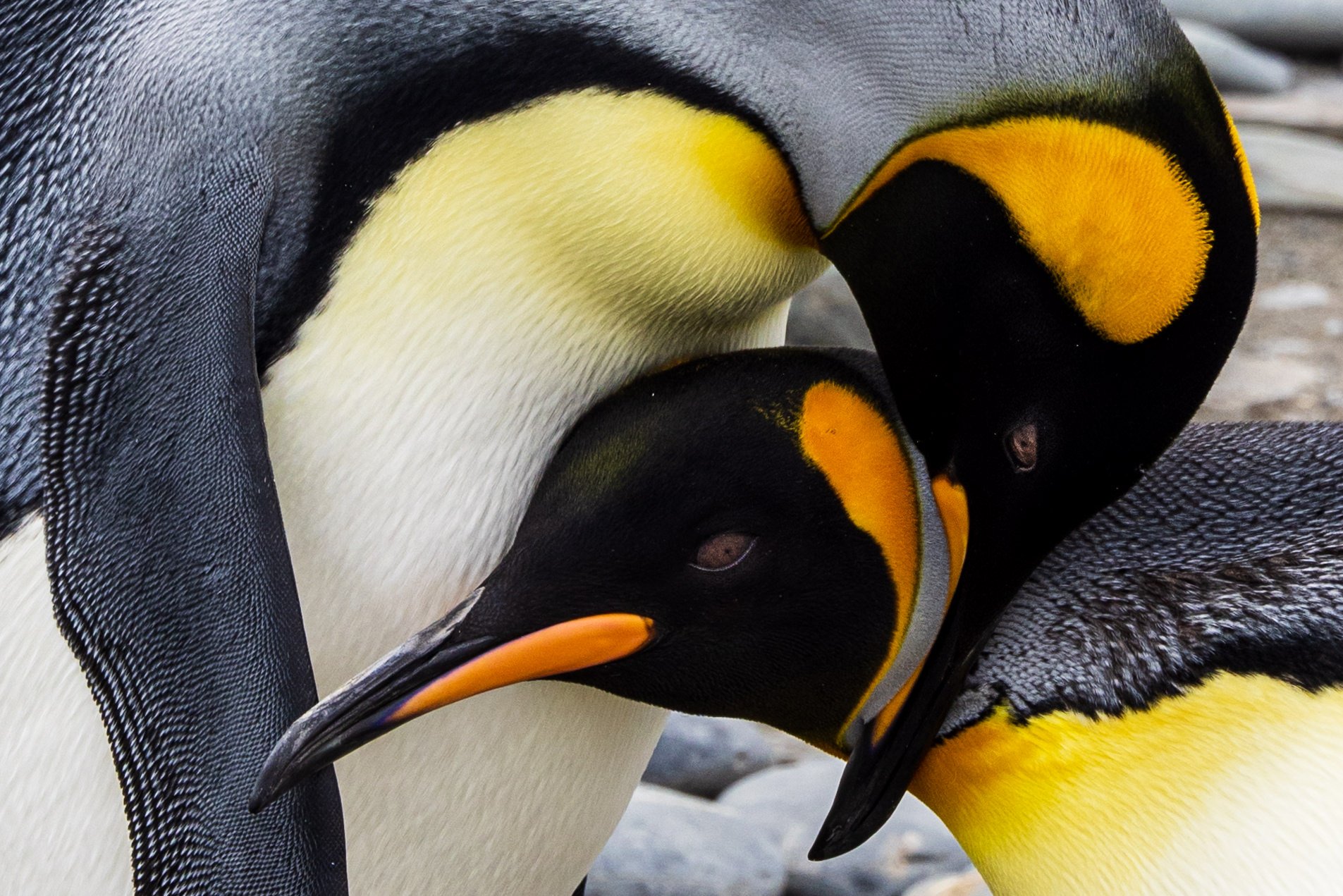 King penguin pair at Salisbury Plain, Sth Georgia.