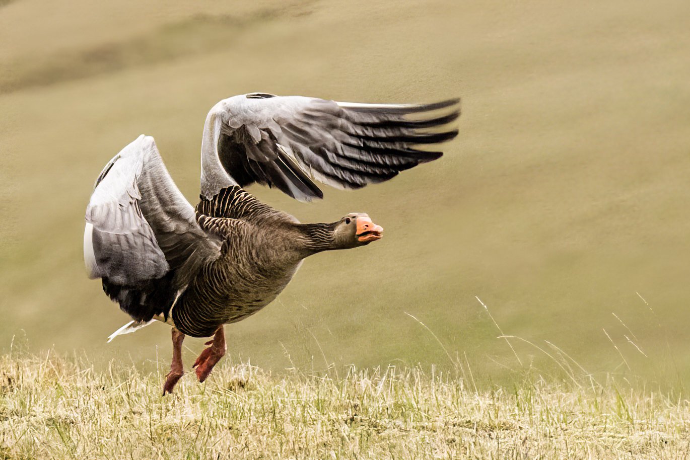 Greylag Goose taking flight at Fjadrargljufur Canyon, Iceland, in Spring .
