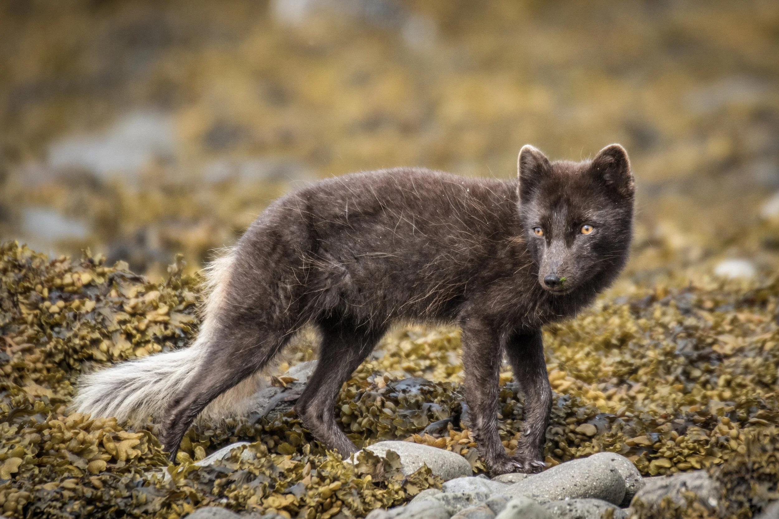 Arctic Fox foraging on the beach in Summer at Hornstrandir, Iceland.