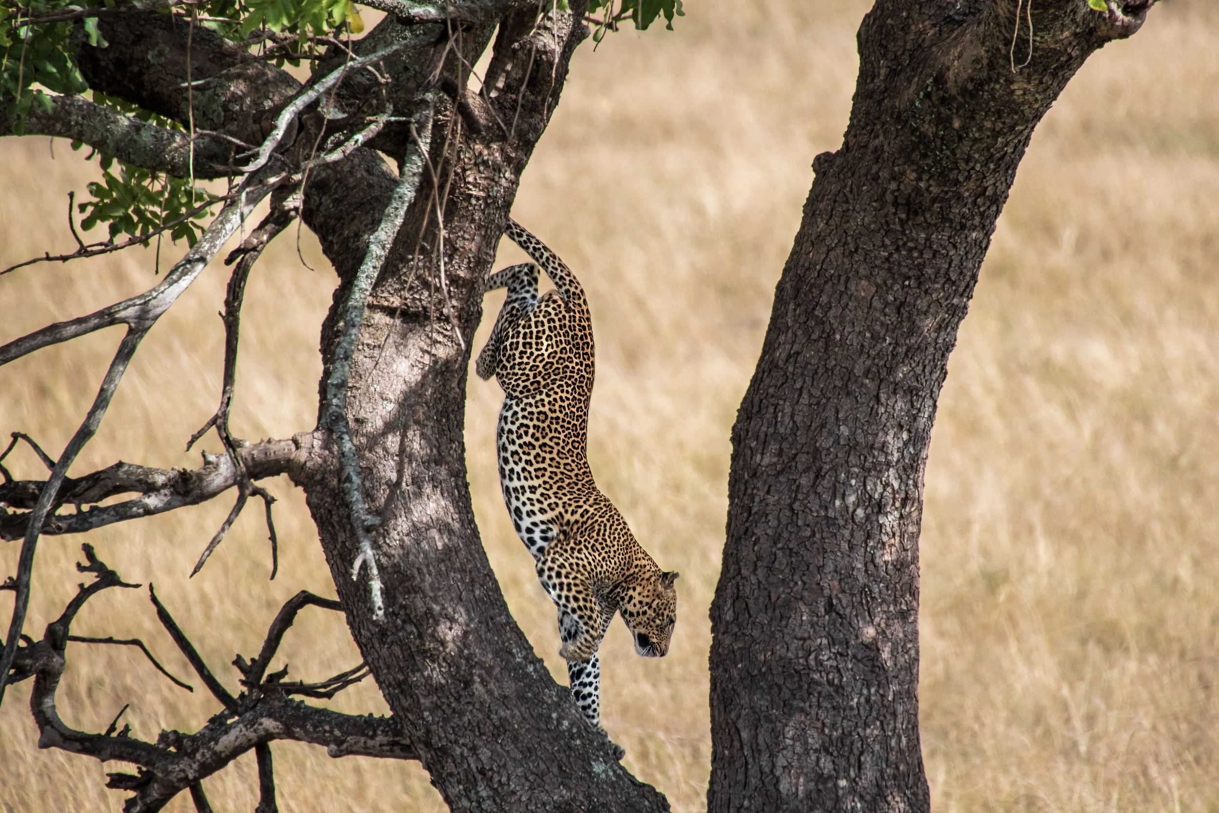 Leopard leaping from tree in the Masai Mara, Kenya.