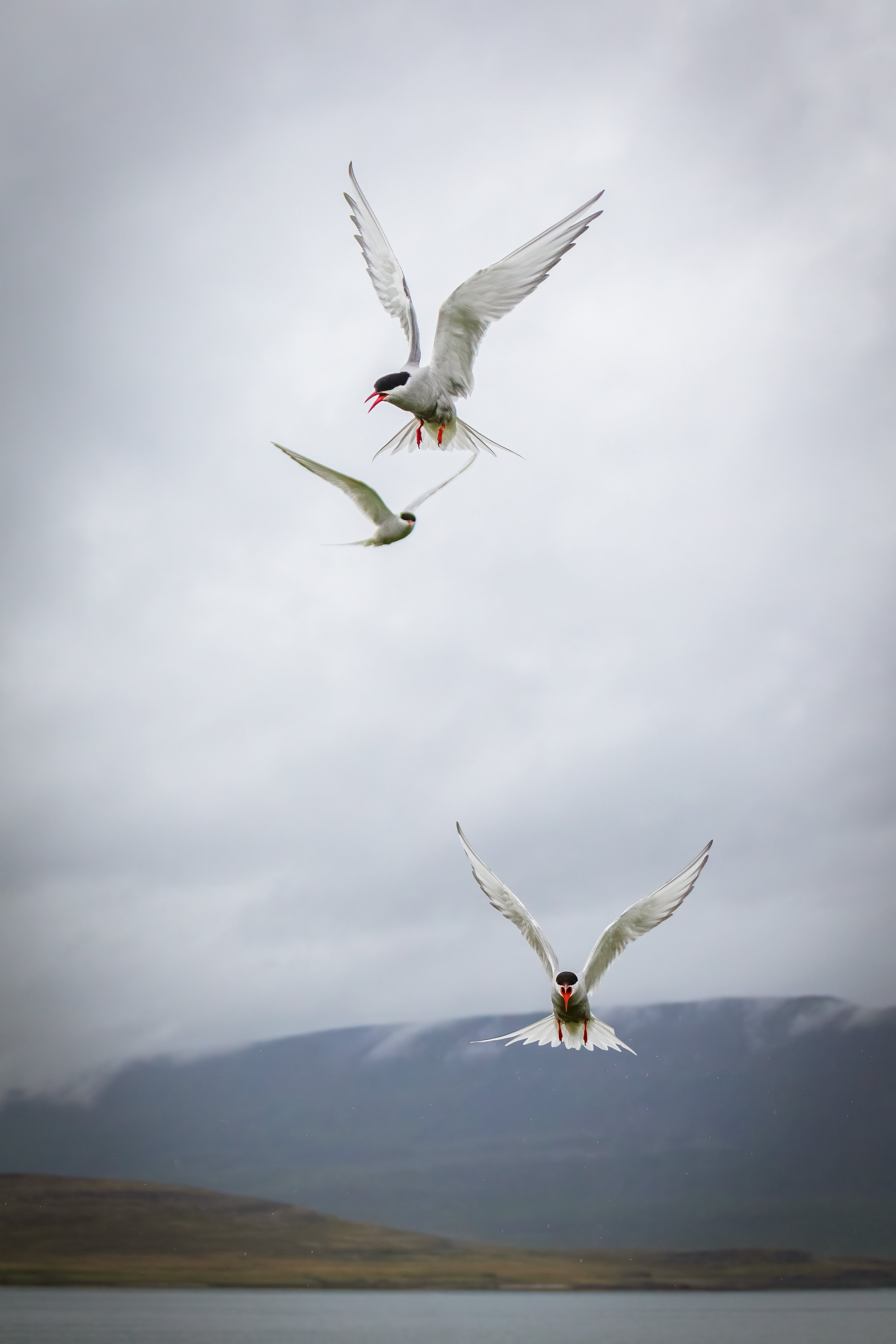 Arctic Terns in flight at Vigur island in the West Fjords, Iceland.