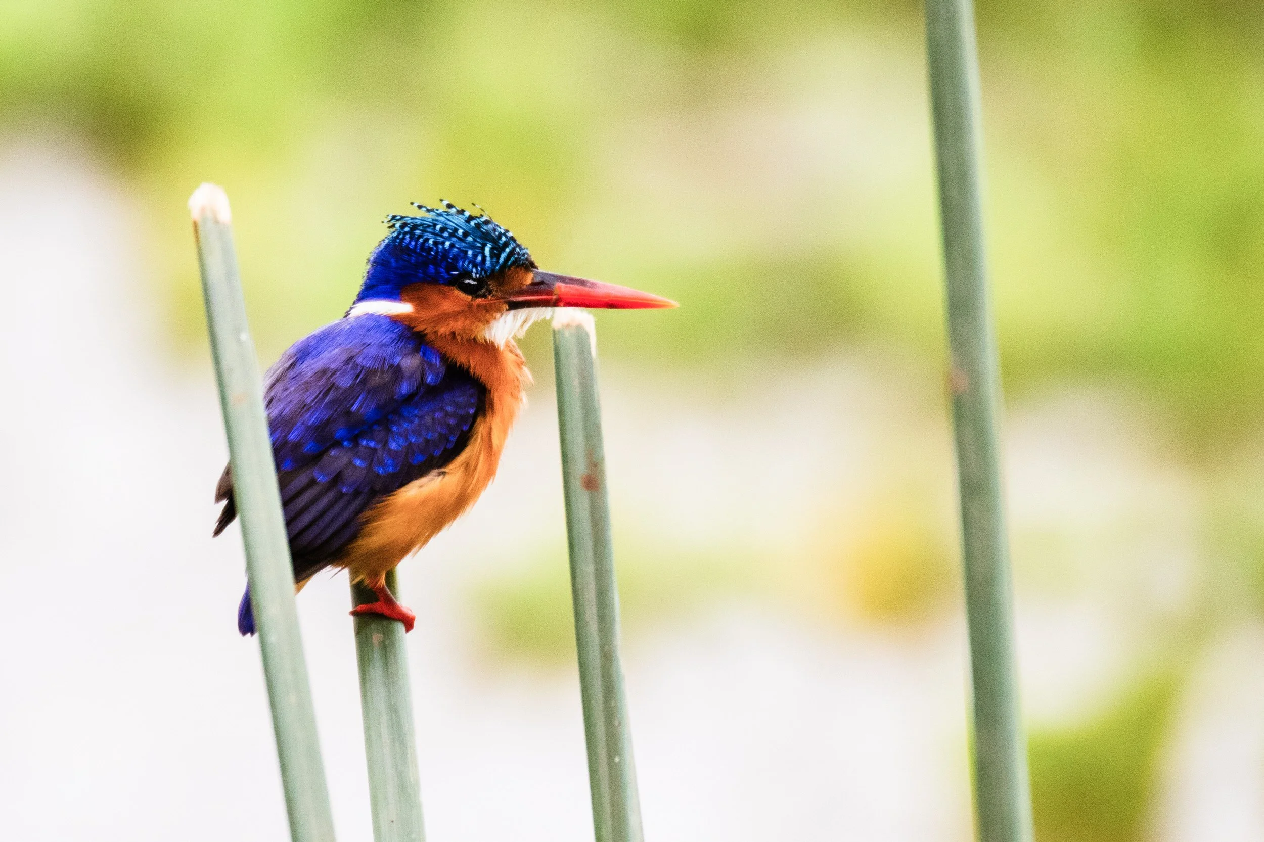 Pygmy Kingfisher in reeds at Lake Manyara National Park, Tanzania.