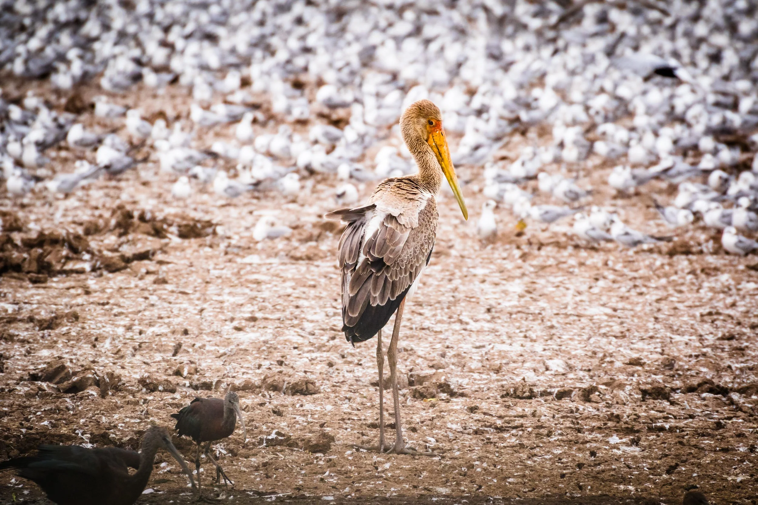White-winged Terns & a Yellow-billed Stork at Lake Manyara National Park, Tanzania.