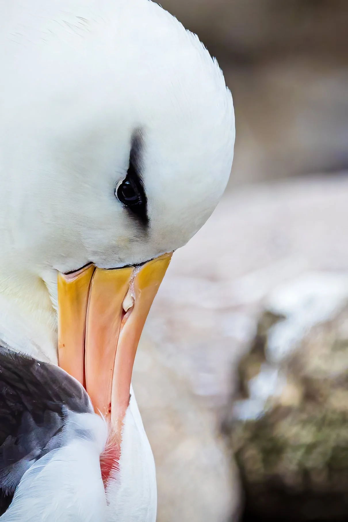 Black-browed Albatross on West Point Island in the Falklands.