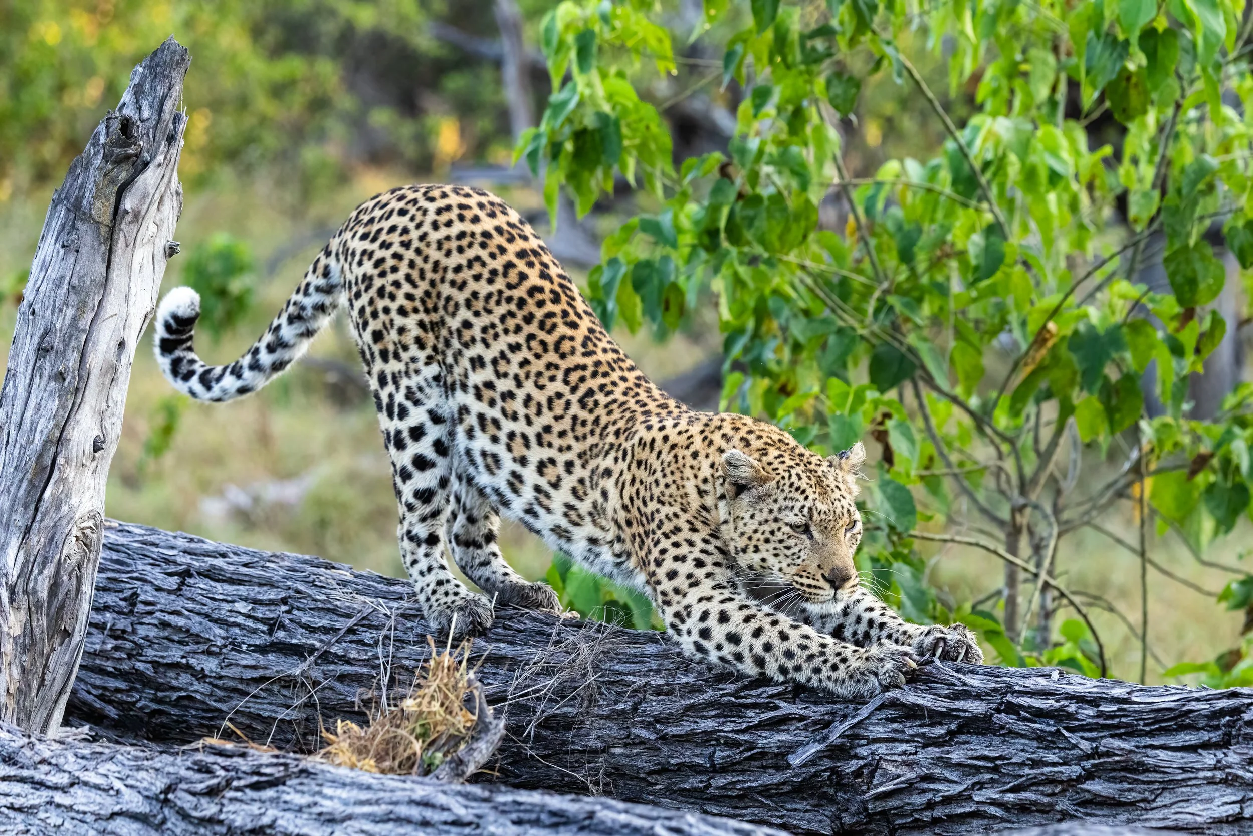 Female leopard stretching on a log in Botswana.