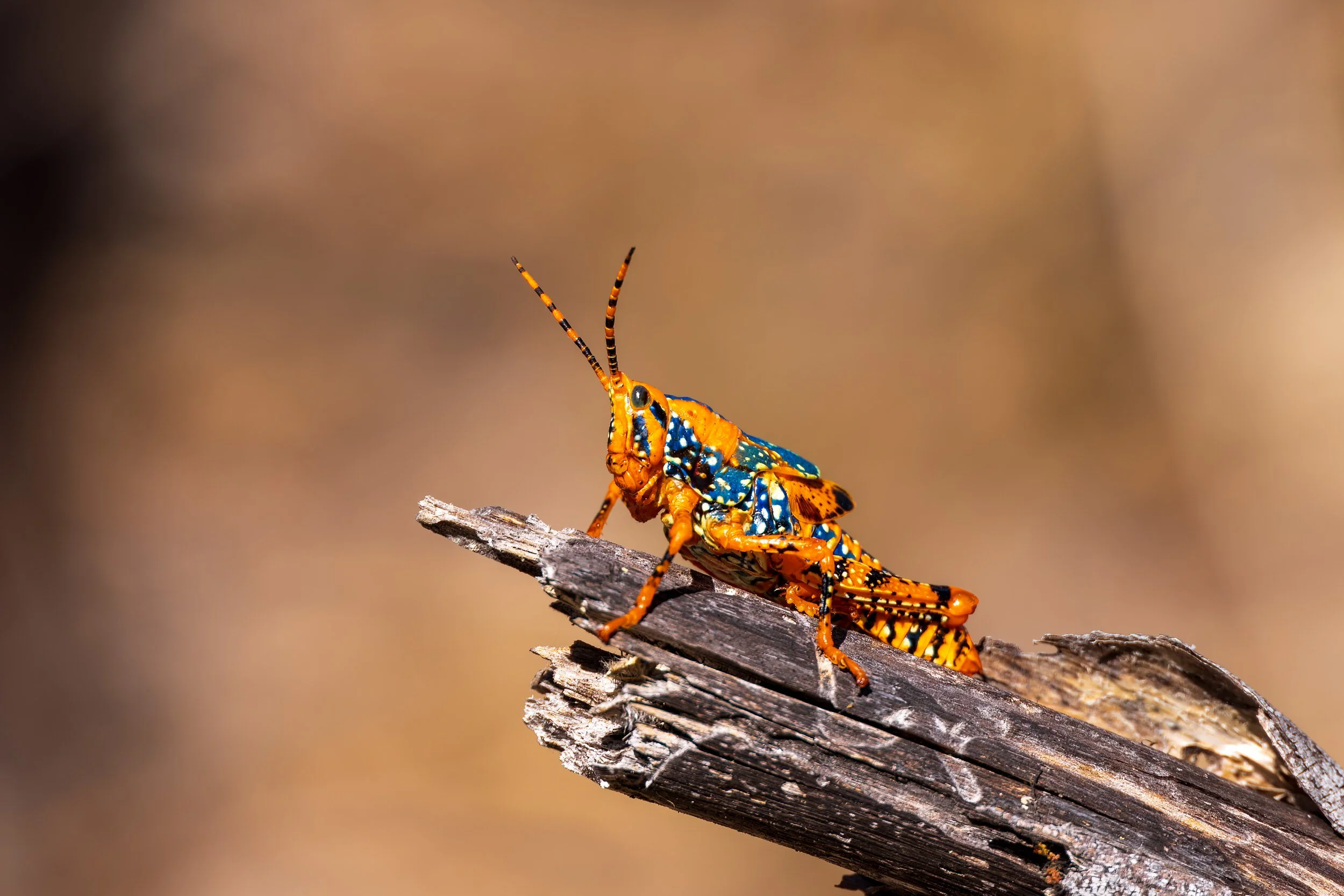 Endangered Leichhardt’s Grasshopper at Davidson’s Camp, Northern Territory in outback Australia.
