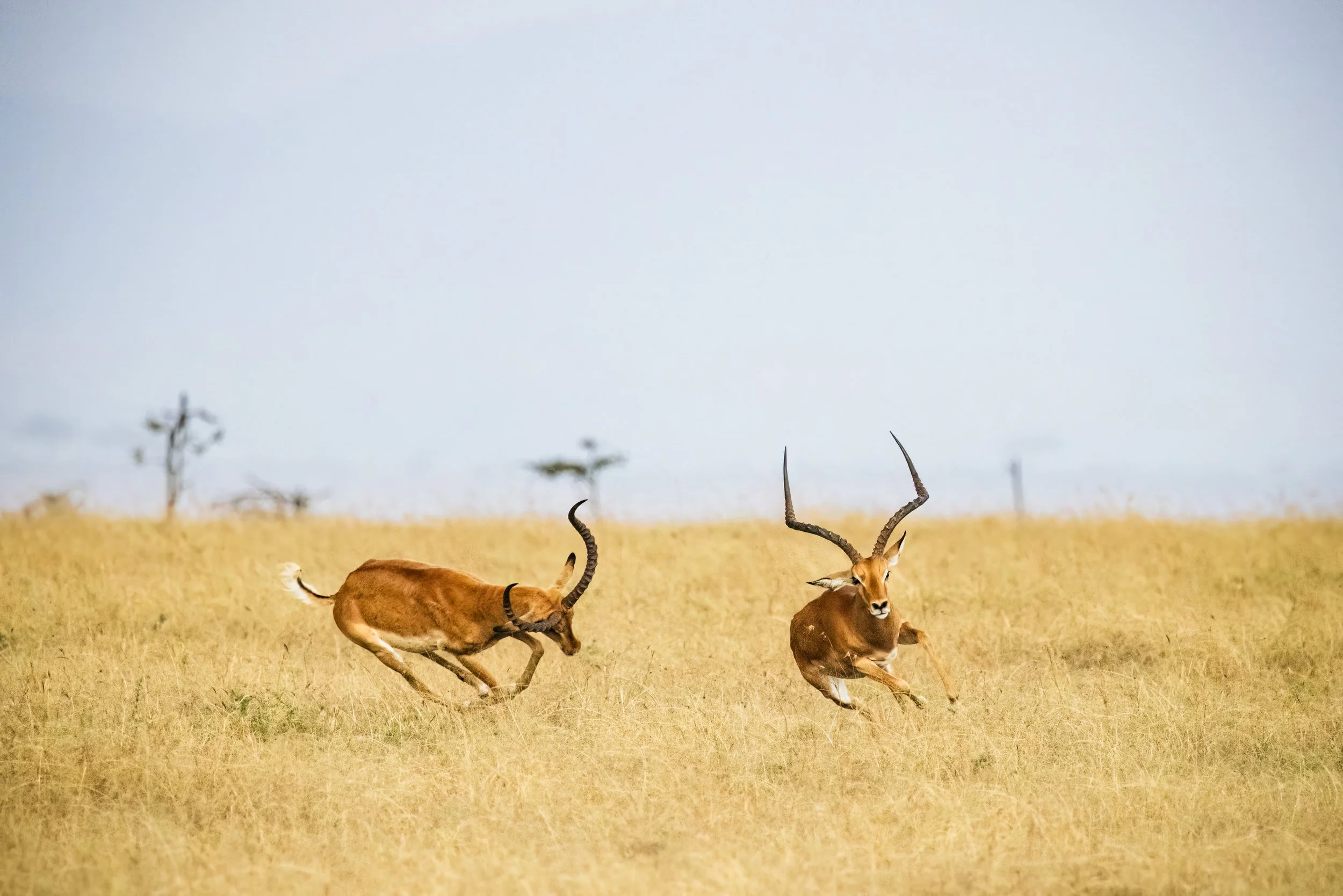 Pair of Impalas giving chase in the Masai Mara, Kenya.