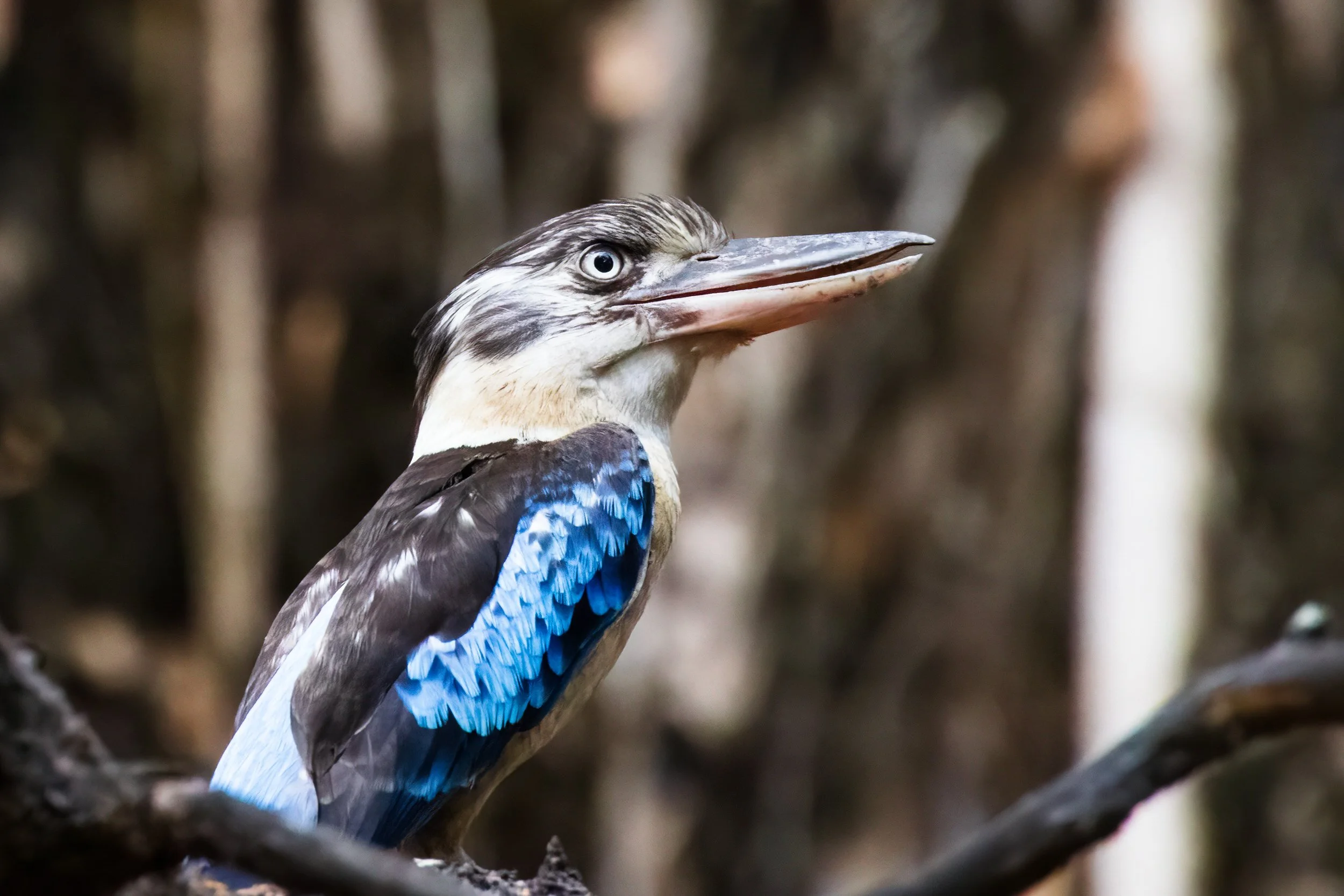 Blue-winged Kookaburra at Davidson’s Camp, Northern Territory, Australia.