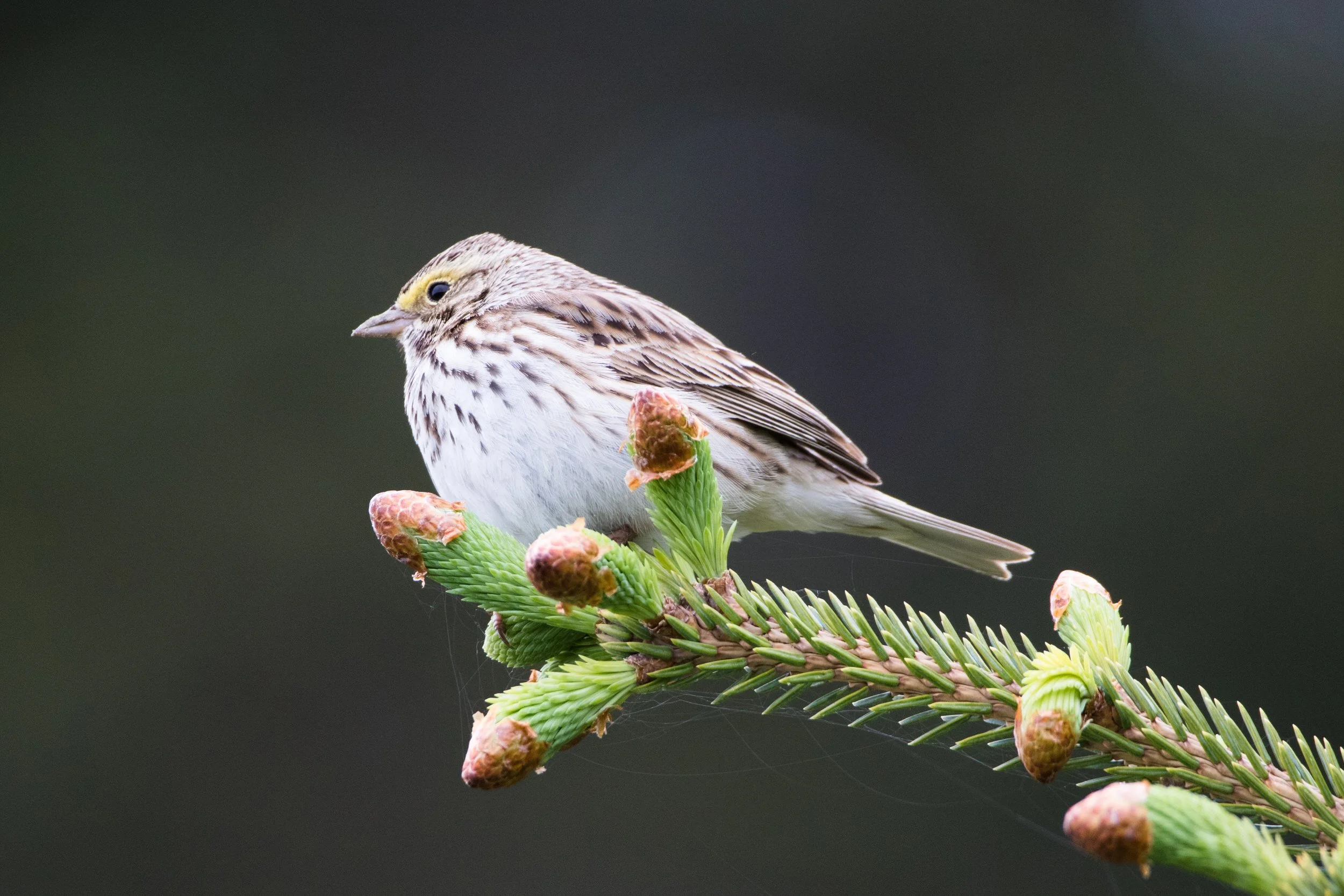 Savannah Sparrow in early Summer at the Lake Clark National Park on the Cook Inlet, Alaska.