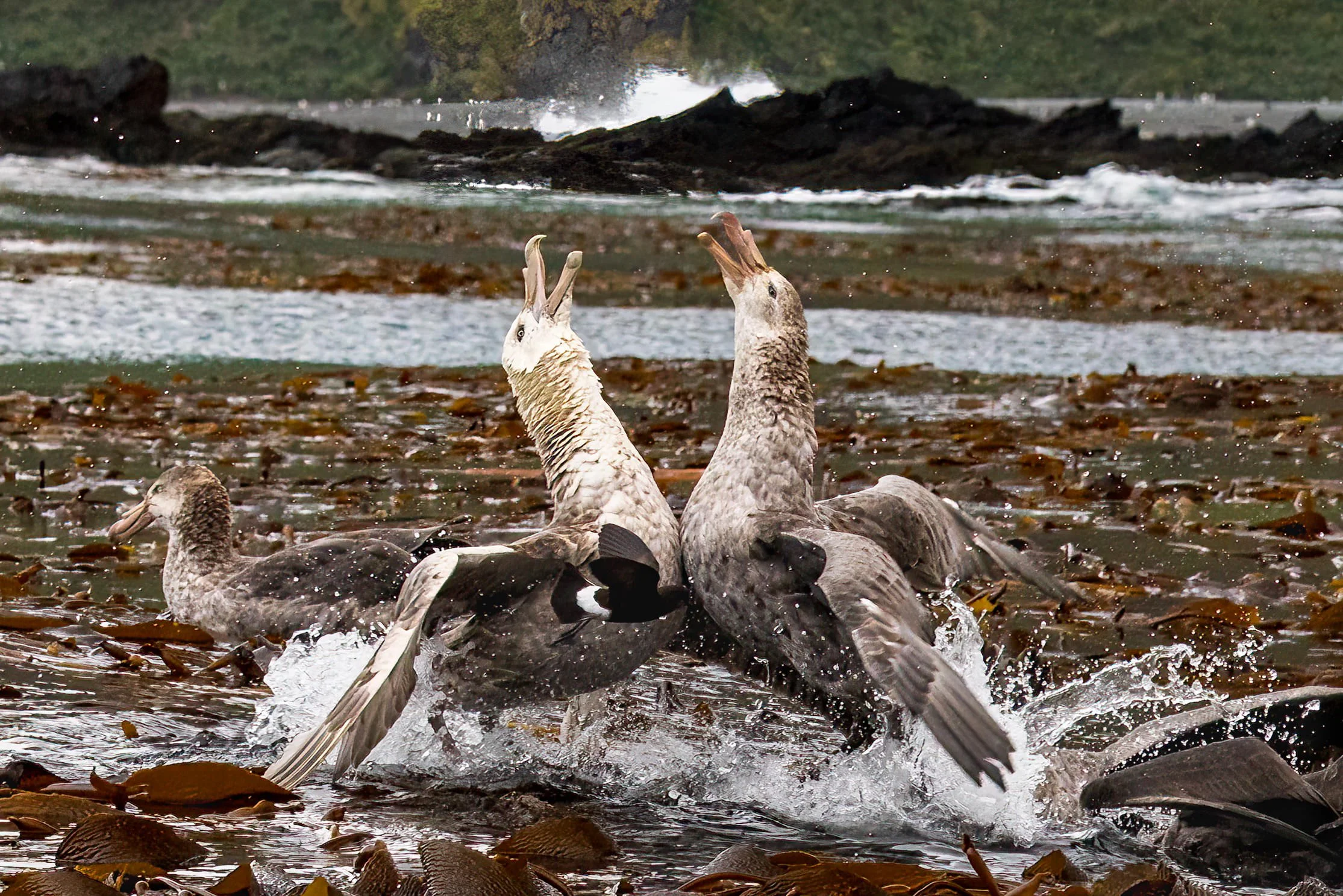 Duelling Northern Giant Petrels & a Storm Petrel at Cooper Bay, Sth Georgia.