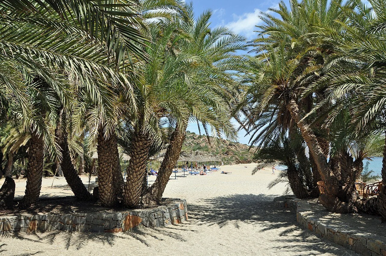 Taxi in Makry Gialos & Ierapetra - Vai - A sandy beach with several palm trees providing shade, lounge chairs under umbrellas, and a partly cloudy sky.