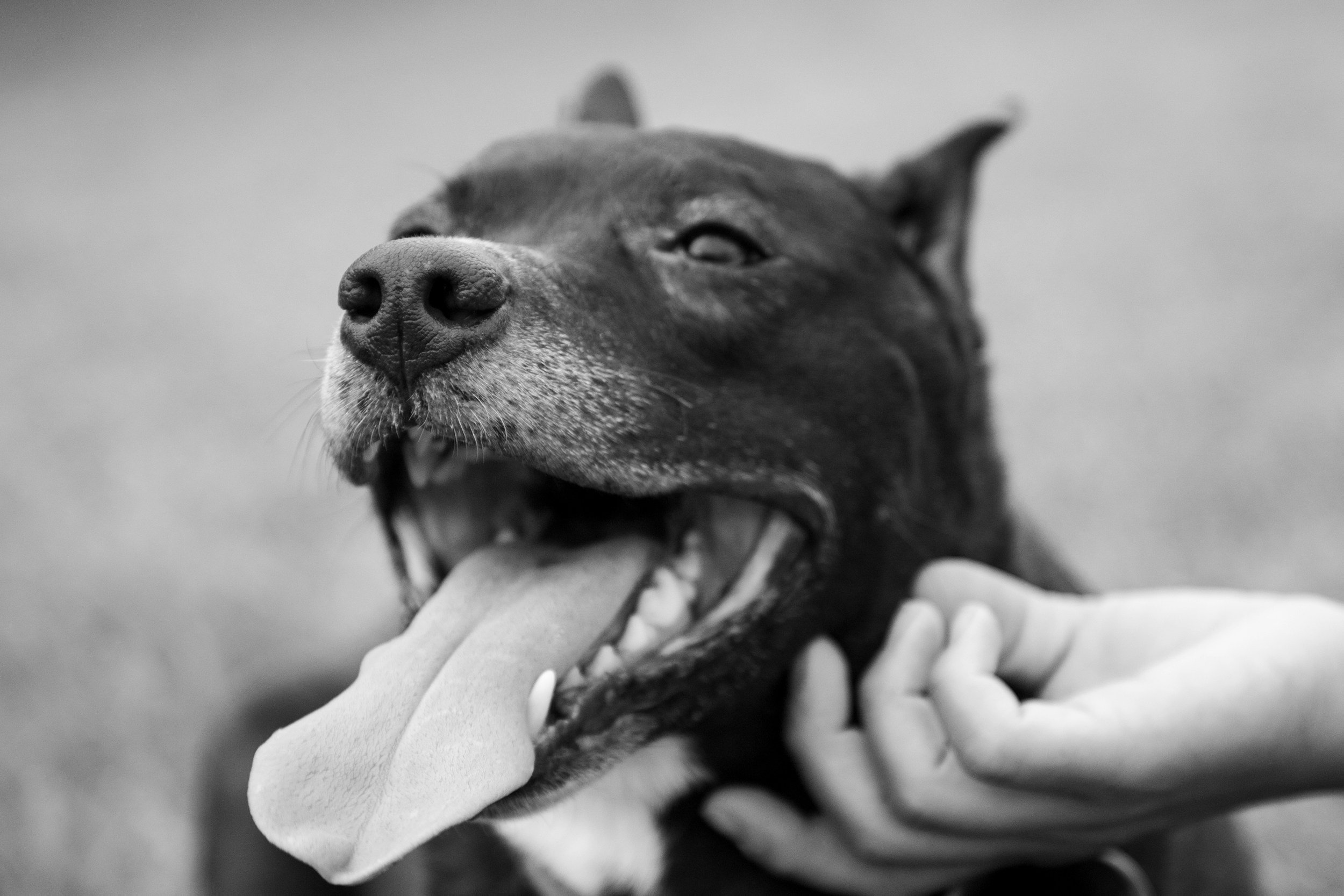 Close-up of a dog with closed eyes, being held by a person with the person's hand visible in the foreground.