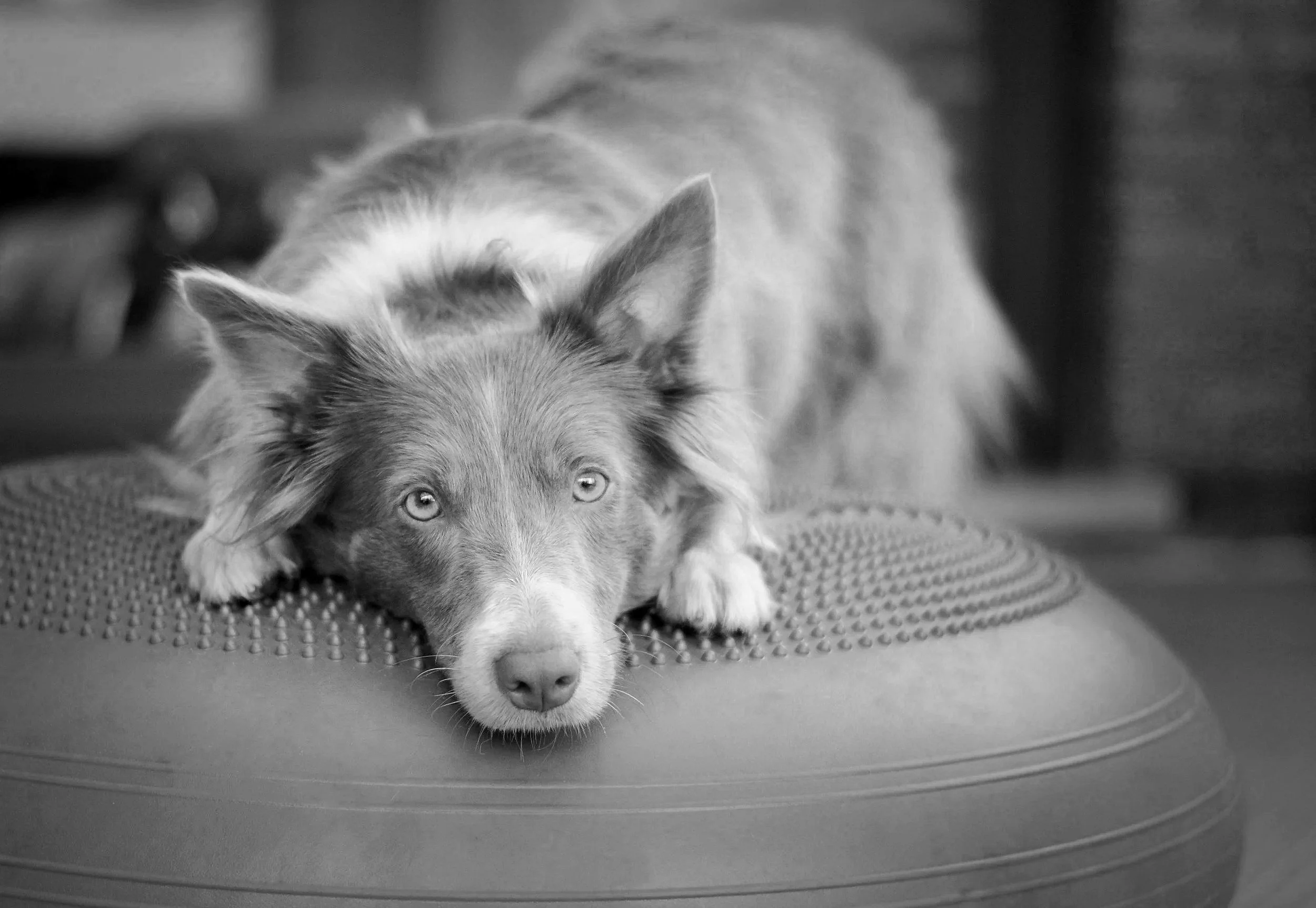 A dog with a light-colored coat and darker markings on its face lying down on a textured surface, with its head resting on the surface and looking towards the camera. The background is blurred.