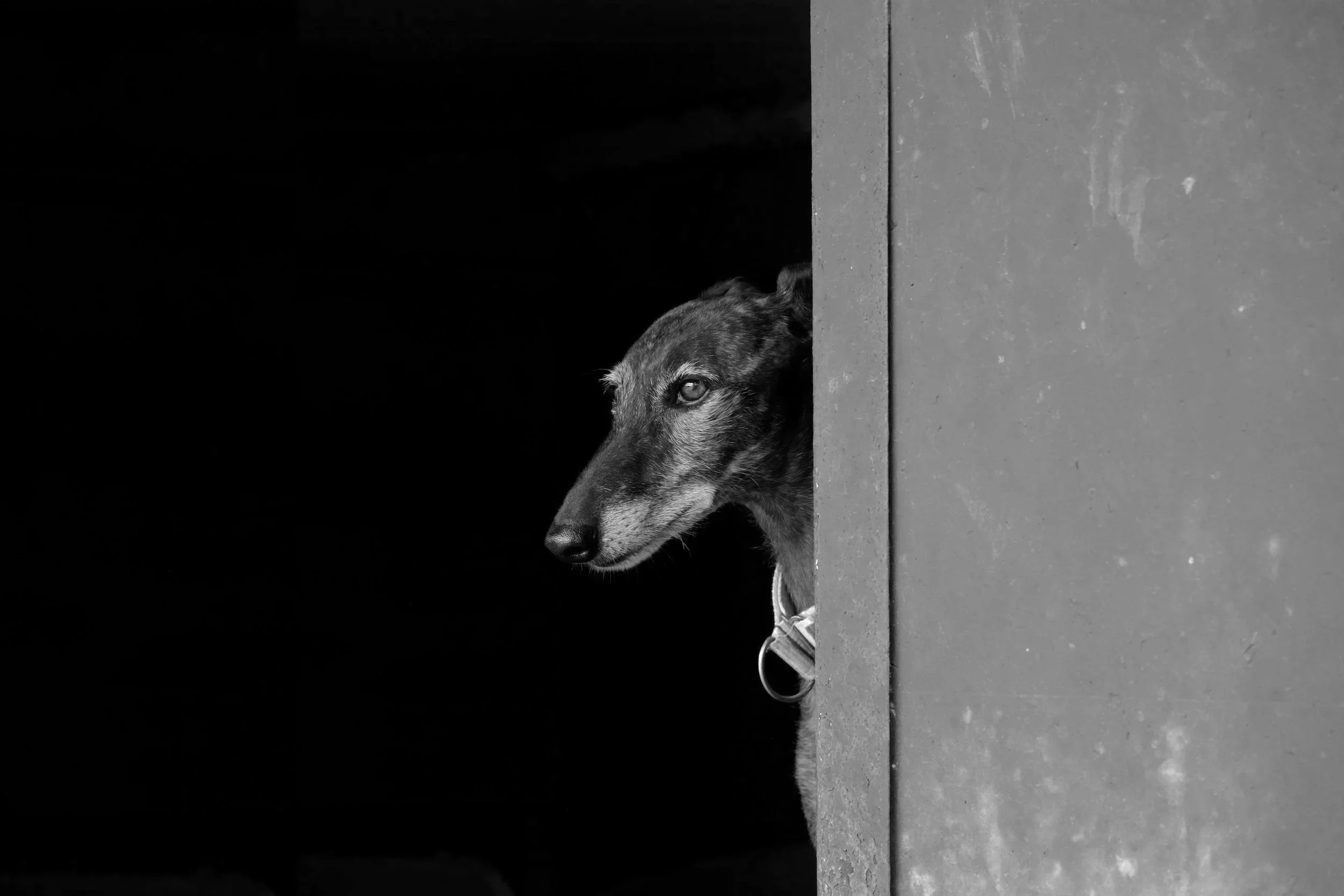 A dog with a brindle coat peeks around a concrete corner, looking to the side, against a black background.