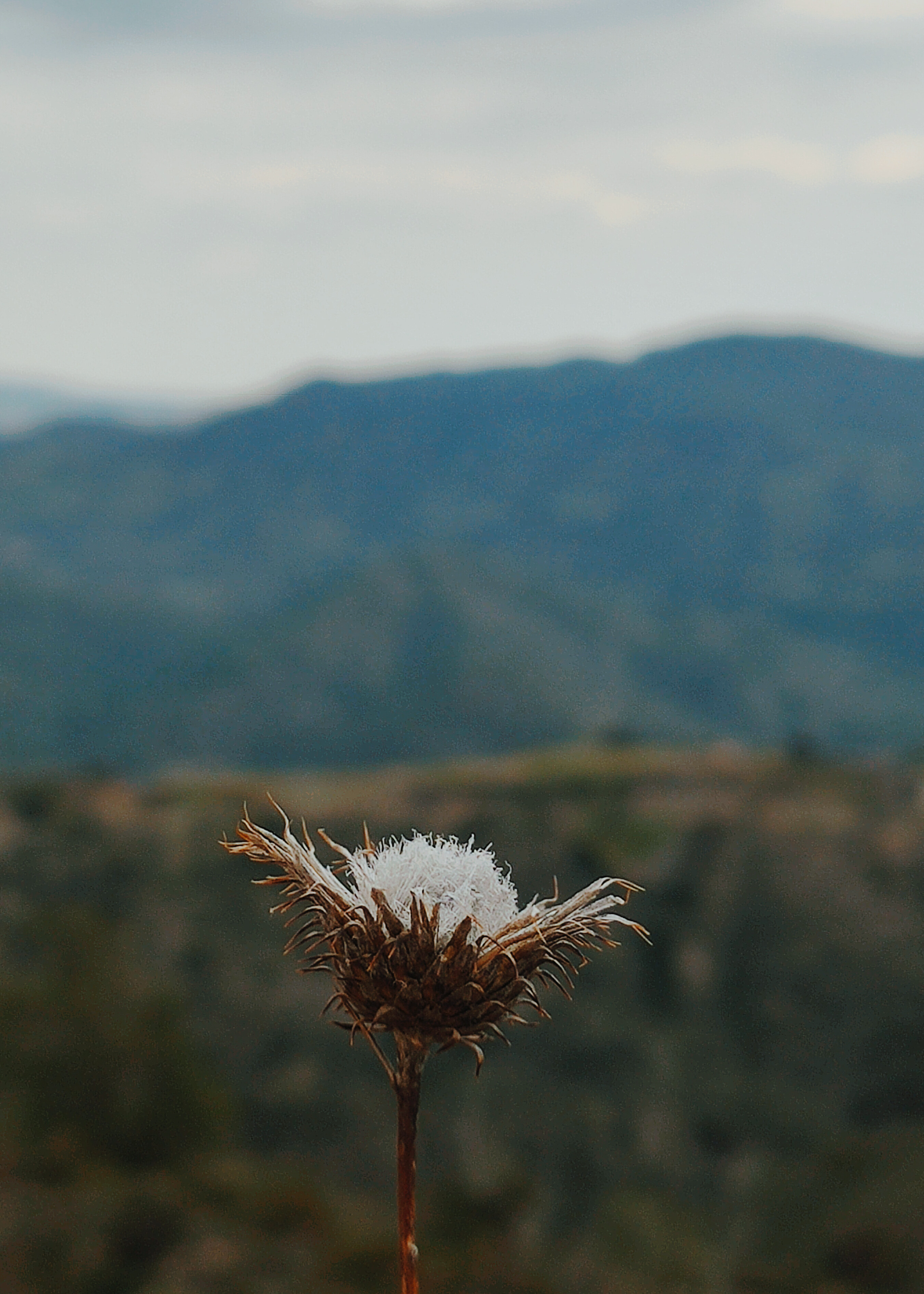 a flower for your thoughts