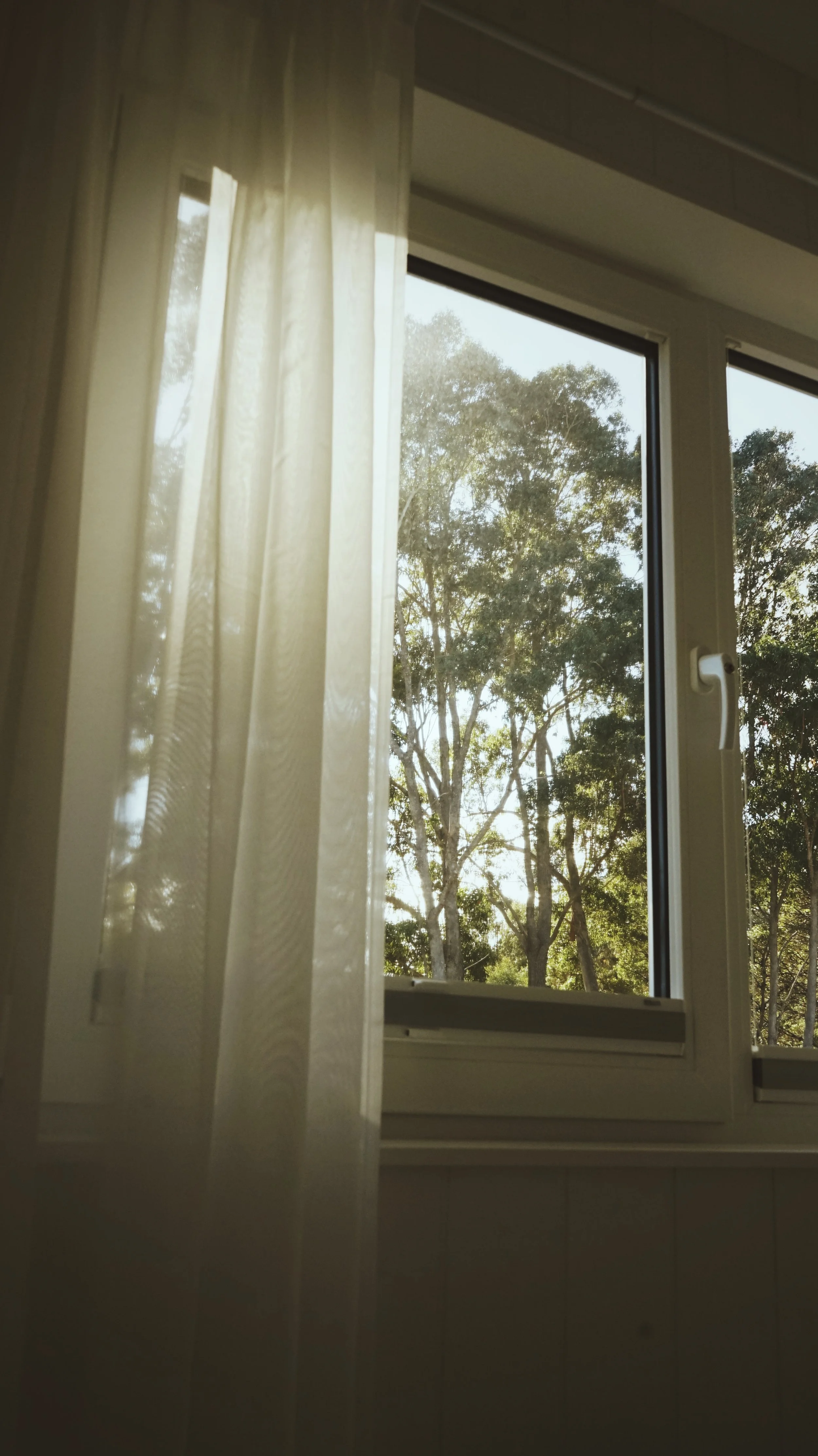 Looking through a window with cream-colored curtains, showing trees outside on a sunny day.
