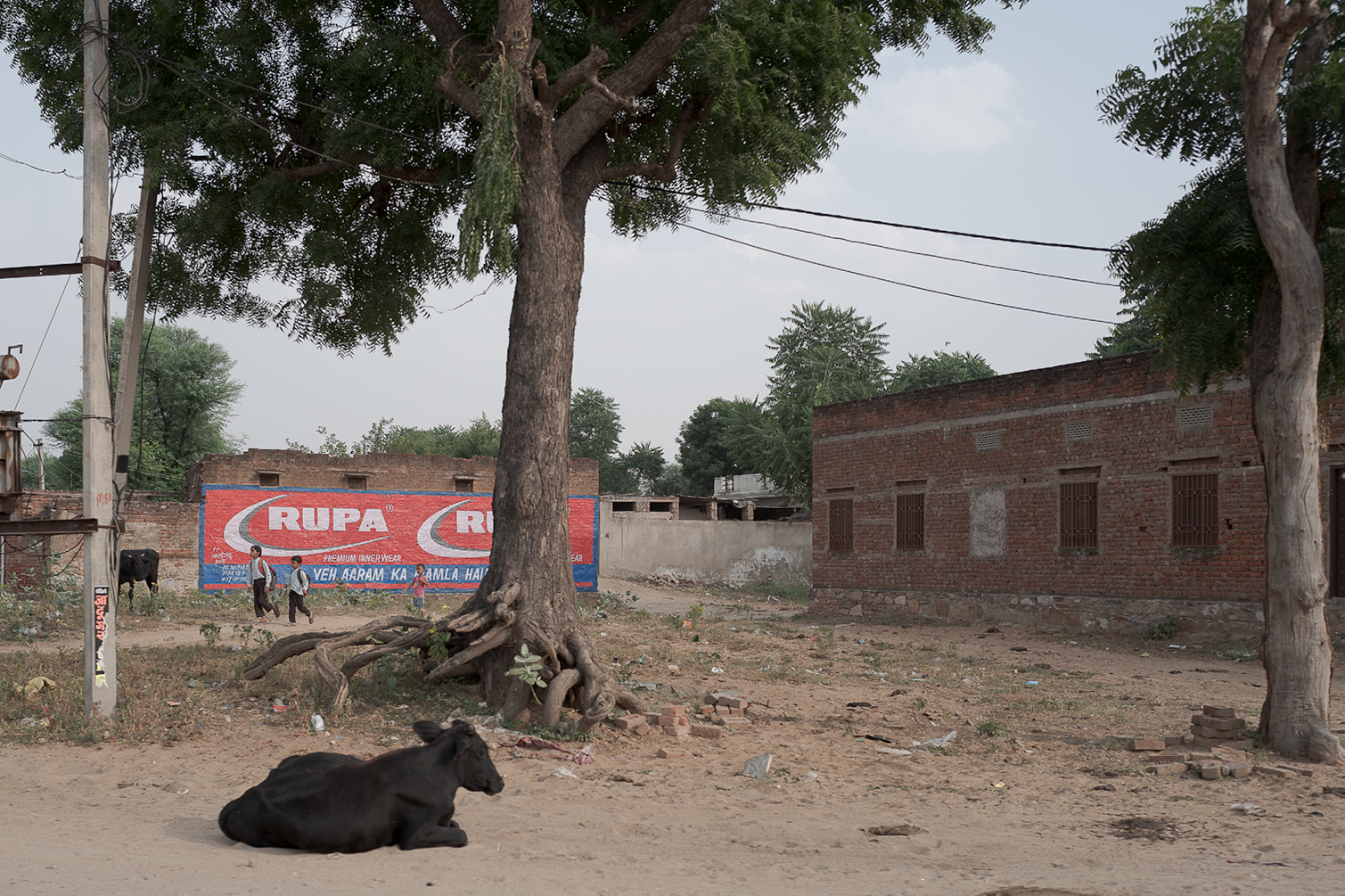 Vache noire allongée sur le sol en ville avec des arbres, une maison en briques et un panneau publicitaire dans le fond