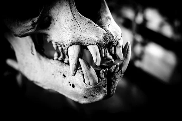 007sequence.jpg