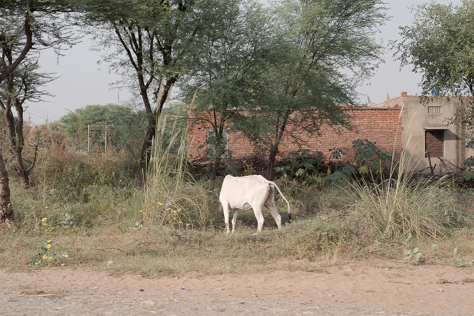 Vache blanche dans une zone rurale avec des arbres, des buissons et une maison en briques rouges en arrière-plan.
