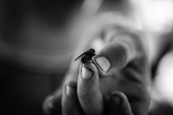 Une main tenant une grosse abeille ou bourdon, en noir et blanc.