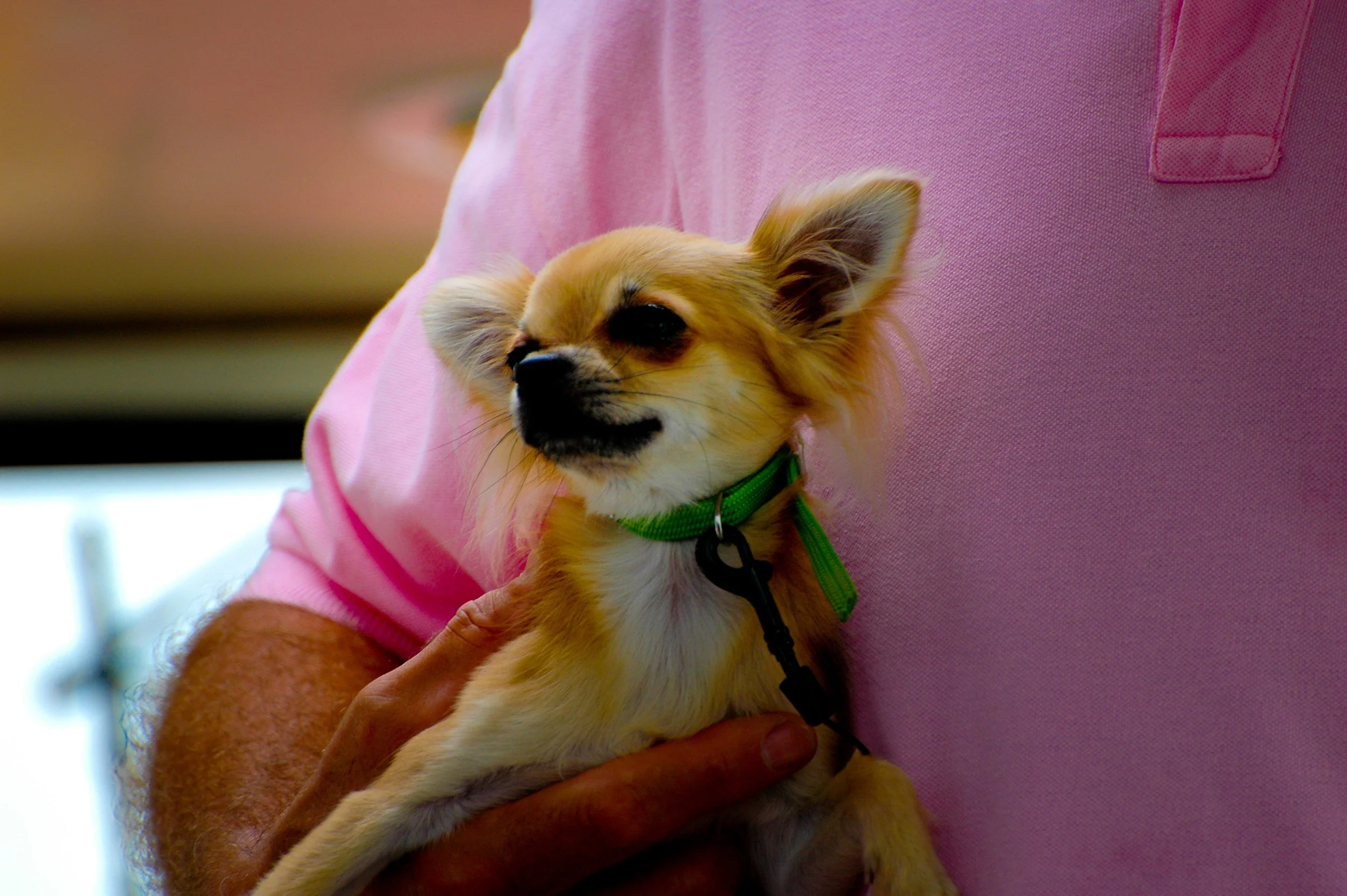 Un petit chien beige avec une pince sur le collier, tenu dans les bras d'une personne portant une chemise rose