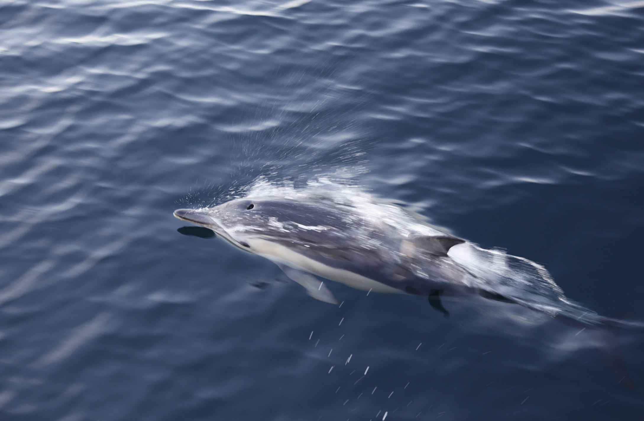 A dolphin jumping out of the water with splashes around its head in the ocean.