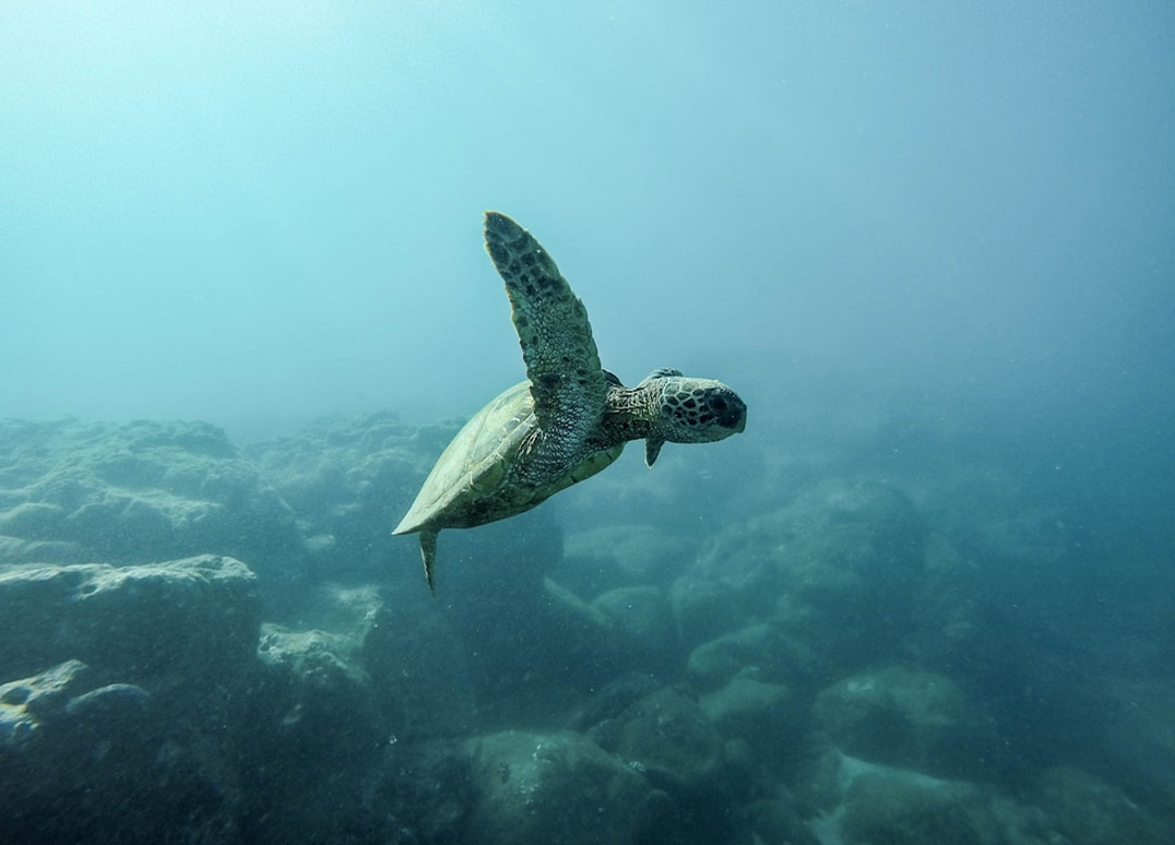 turtle.png