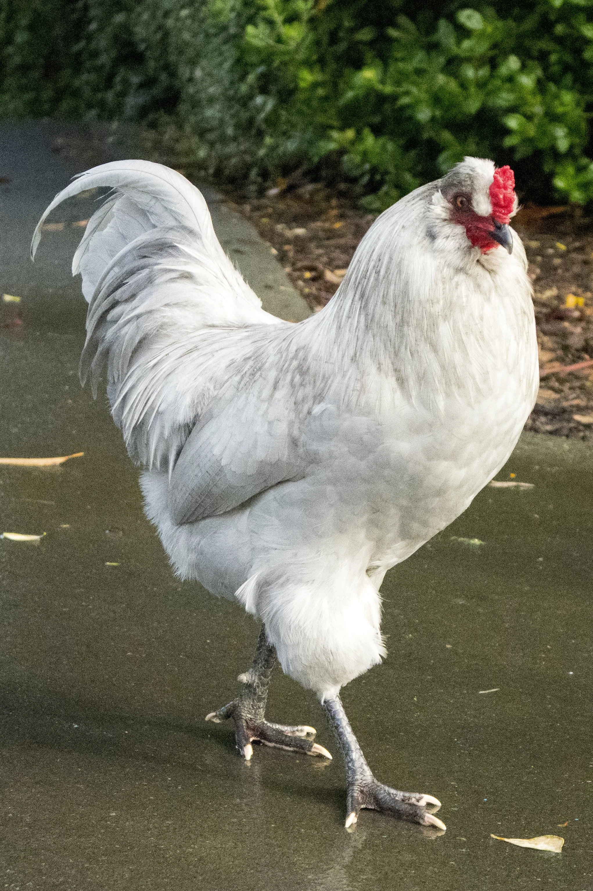 A white chicken with a red comb on its head walking on a darkground with some scattered leaves, greenery in the background.