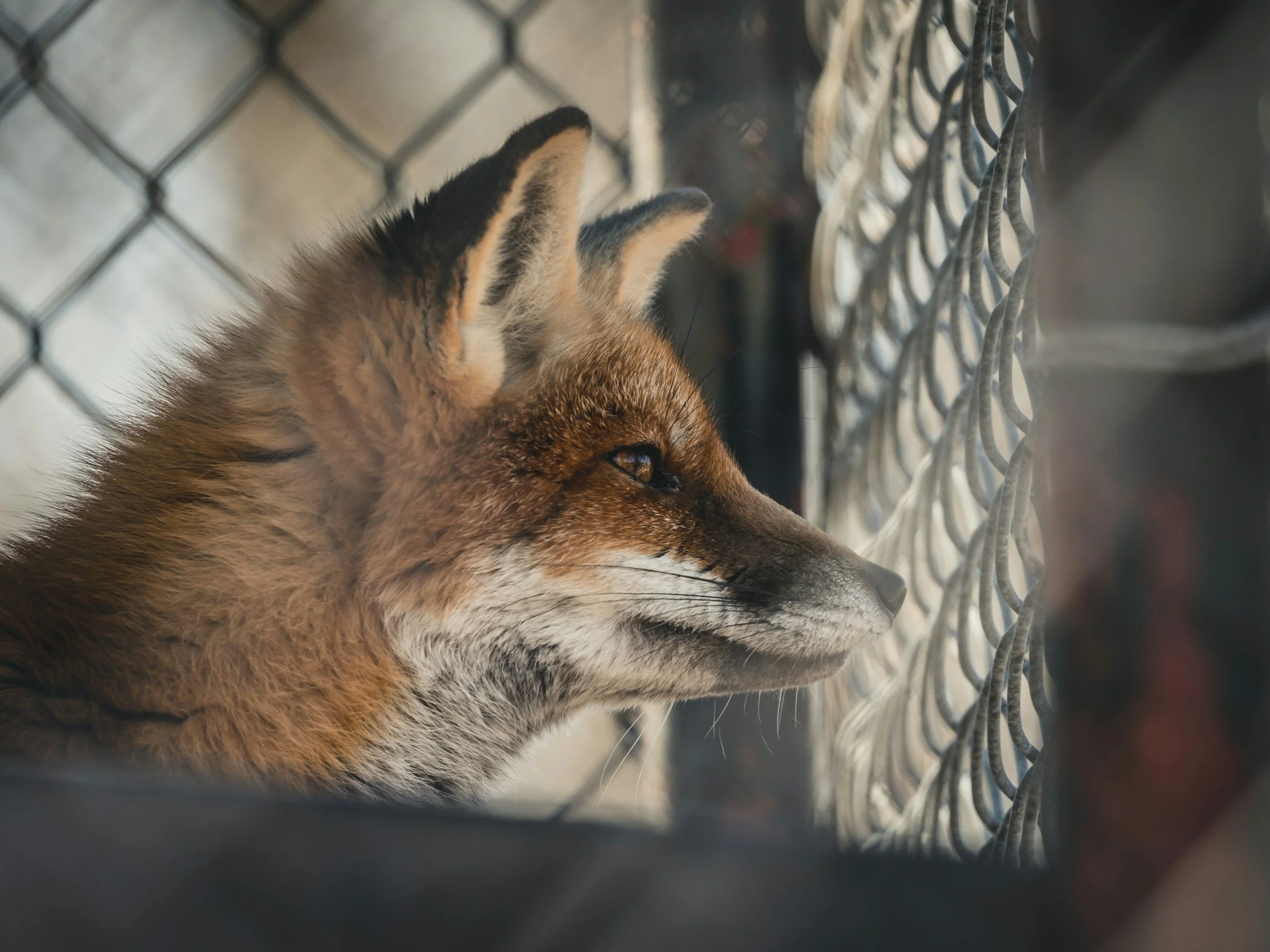 A fox is resting behind a chain-link fence, with its head tilted slightly to the side. The fox has tufted ears and a thick fur coat. The background is out of focus.