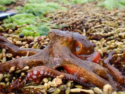 Ban octopus farming petition launch