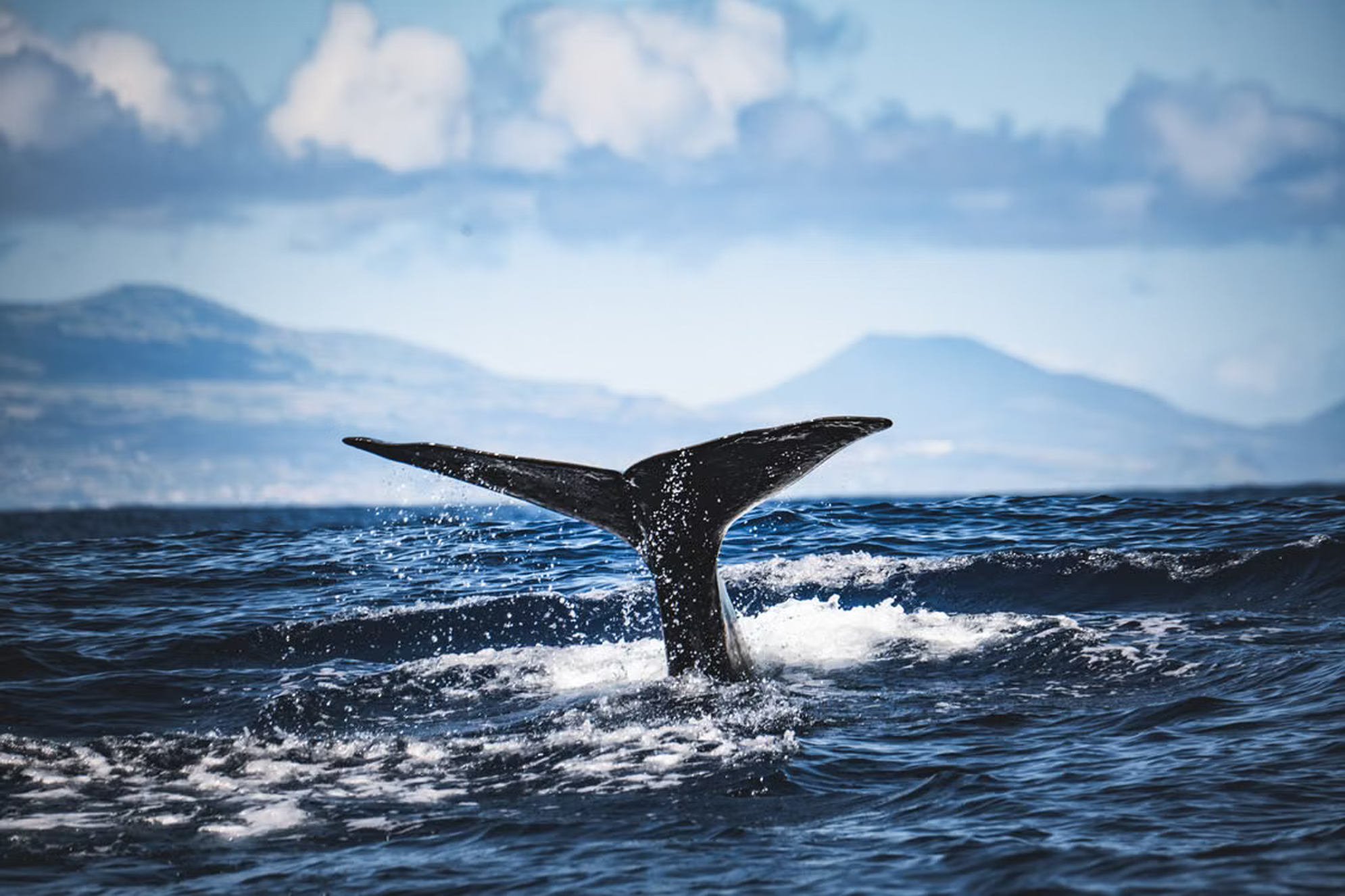 The tail of a whale, likely a humpback, breaching the ocean surface with mountains and clouds in the background.
