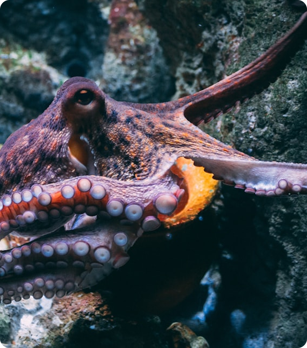 Close-up of an octopus on rocky ocean floor.