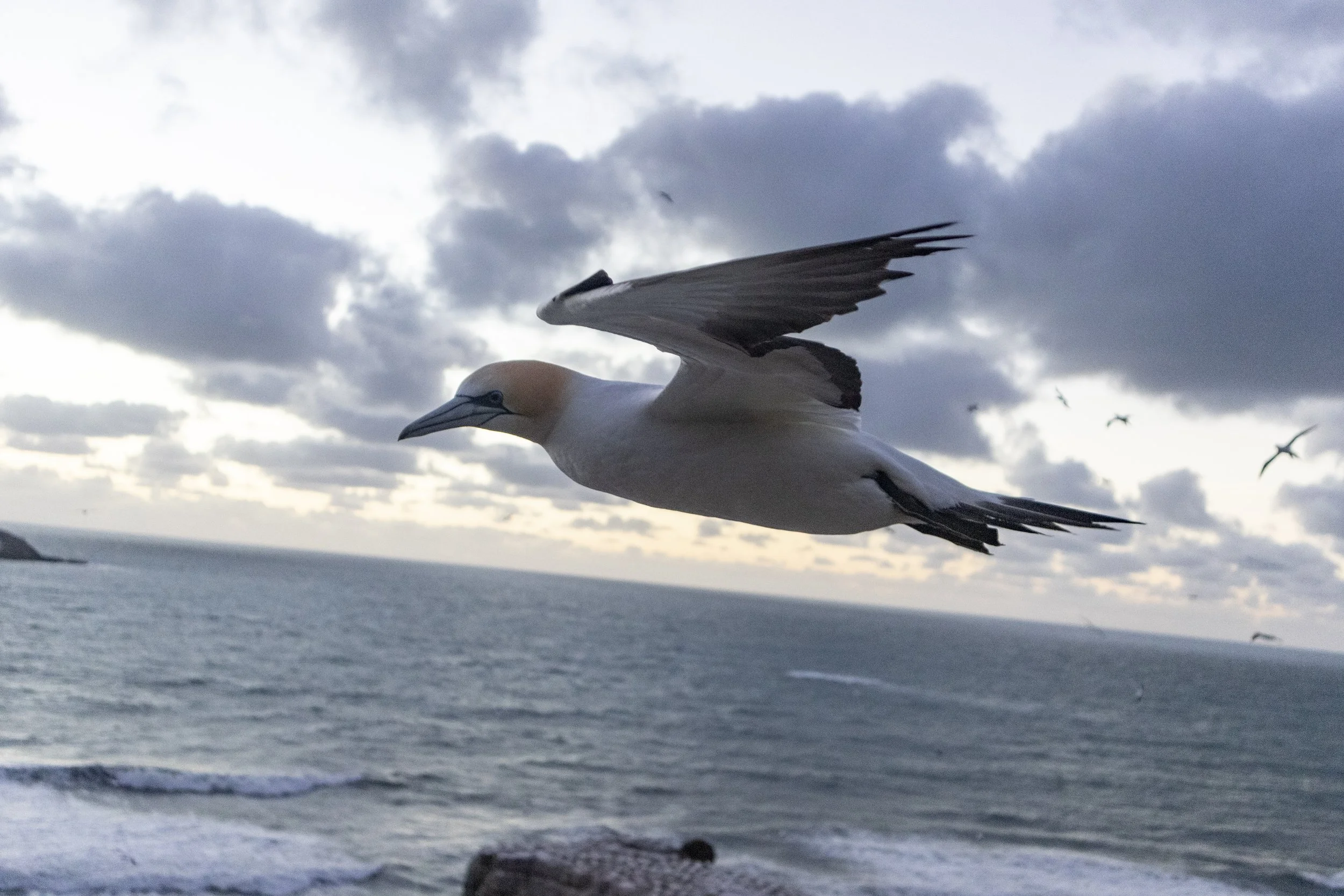 A seagull flying over the ocean with a cloudy sky in the background.